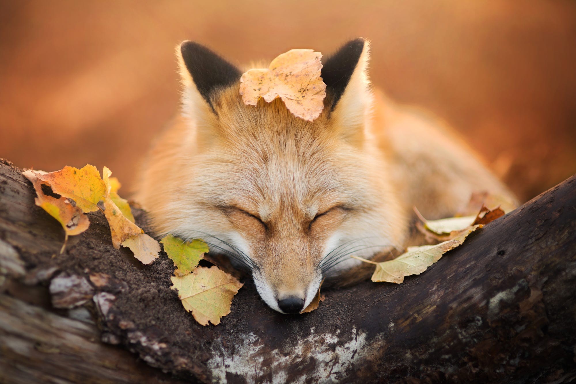animals, wildlife, nature, fox Gallery HD Wallpaper