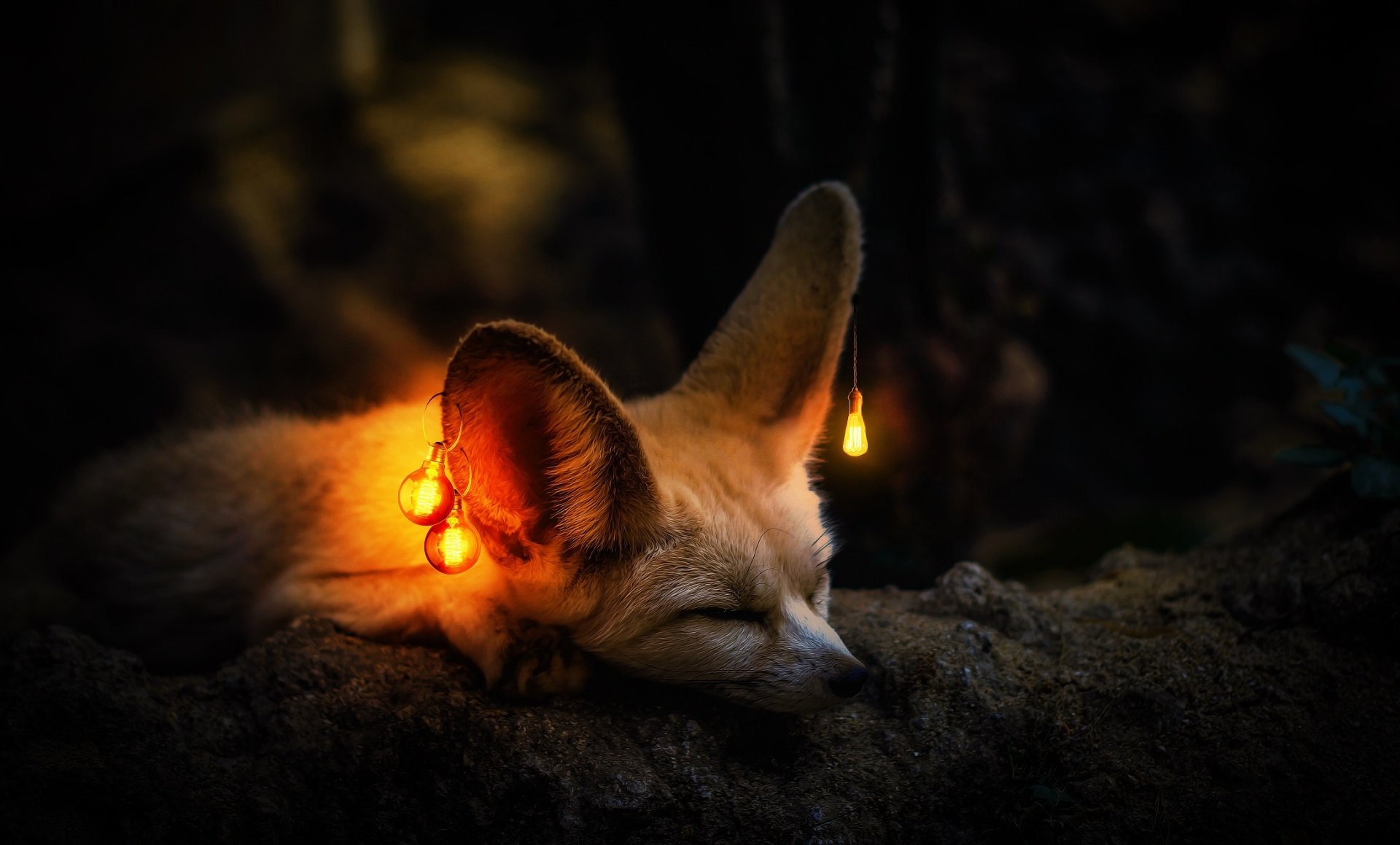 Fennec Fox HD Wallpaper and Background