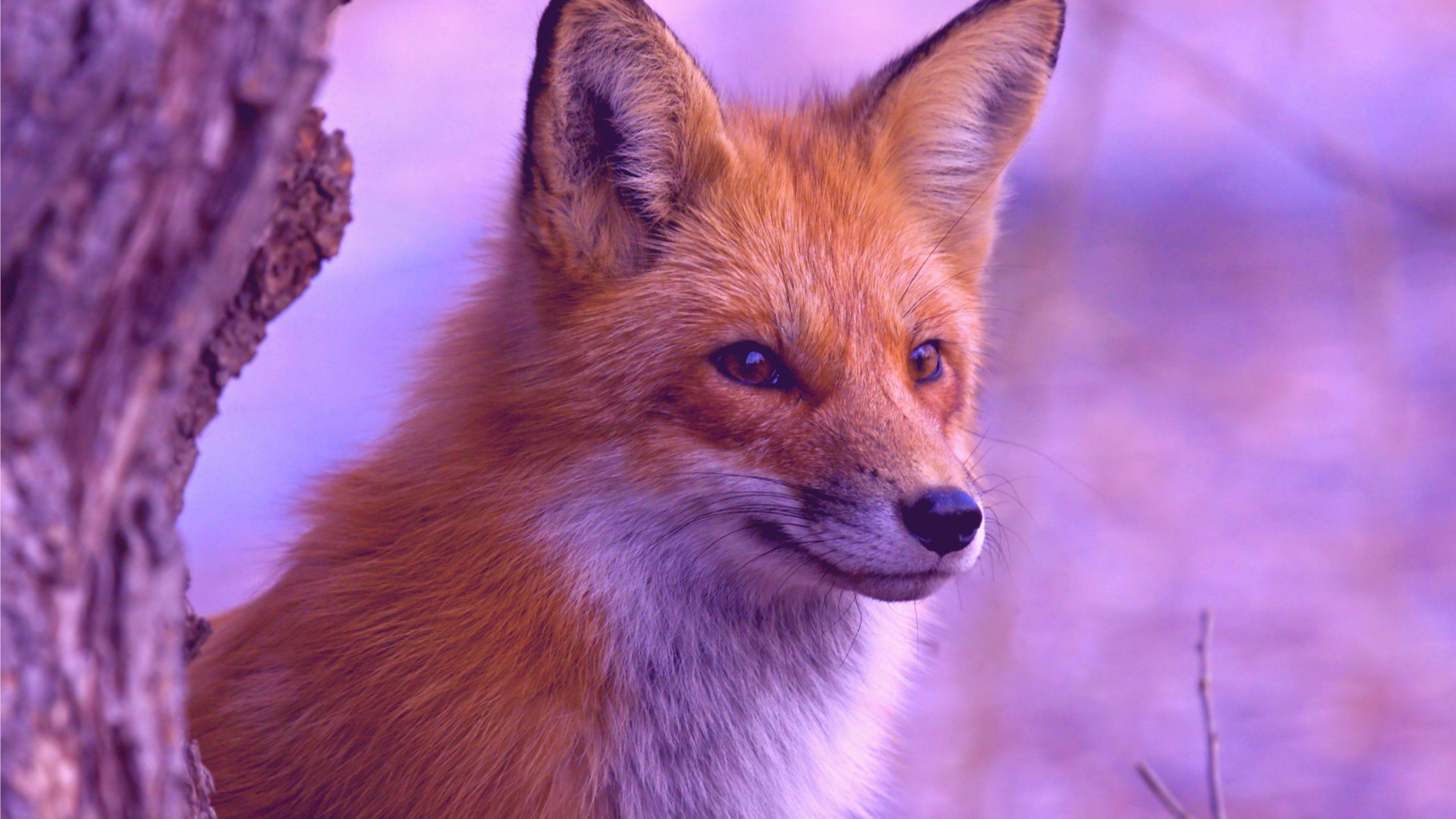 Cute Red Fox Wallpaper