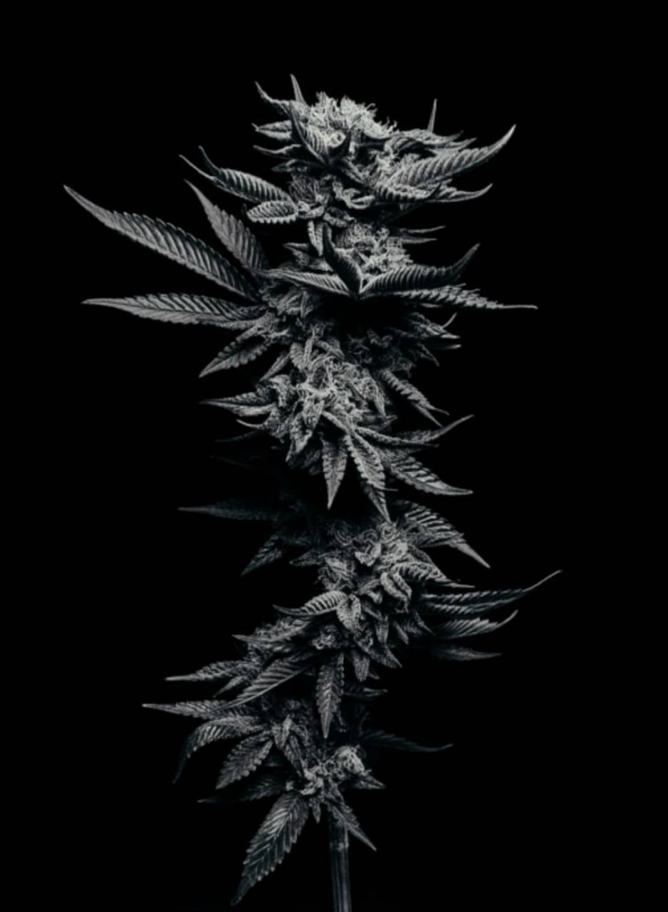 Stoner Wallpaper - Download to your mobile from PHONEKY