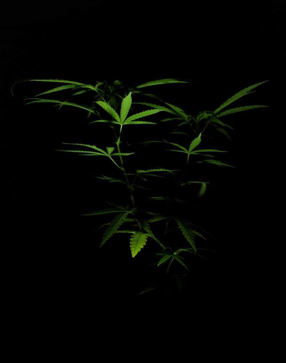 Green plant in black background photo