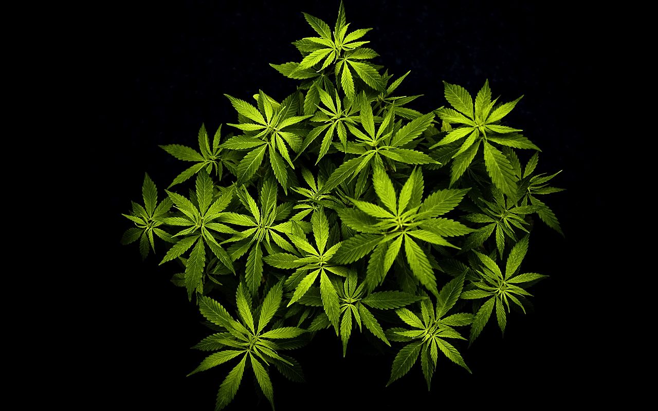 Marijuana Plant Wallpaper