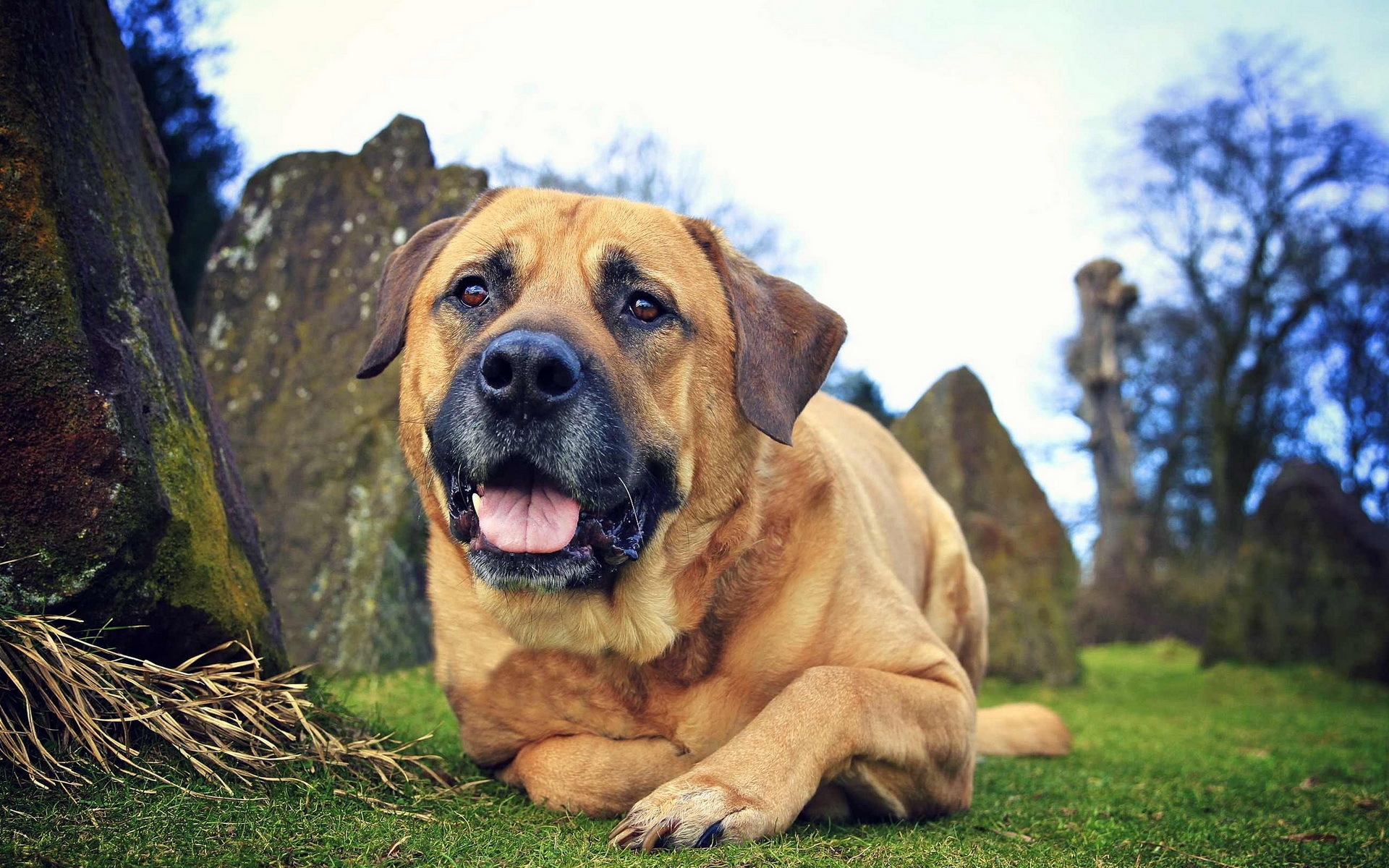 Wallpaper, eyes, grass, leisure, friend, vertebrate, dog like mammal, dog breed group, dog crossbreeds, dog breed, guard dog, broholmer, bullmastiff, tosa, boerboel 1920x1200