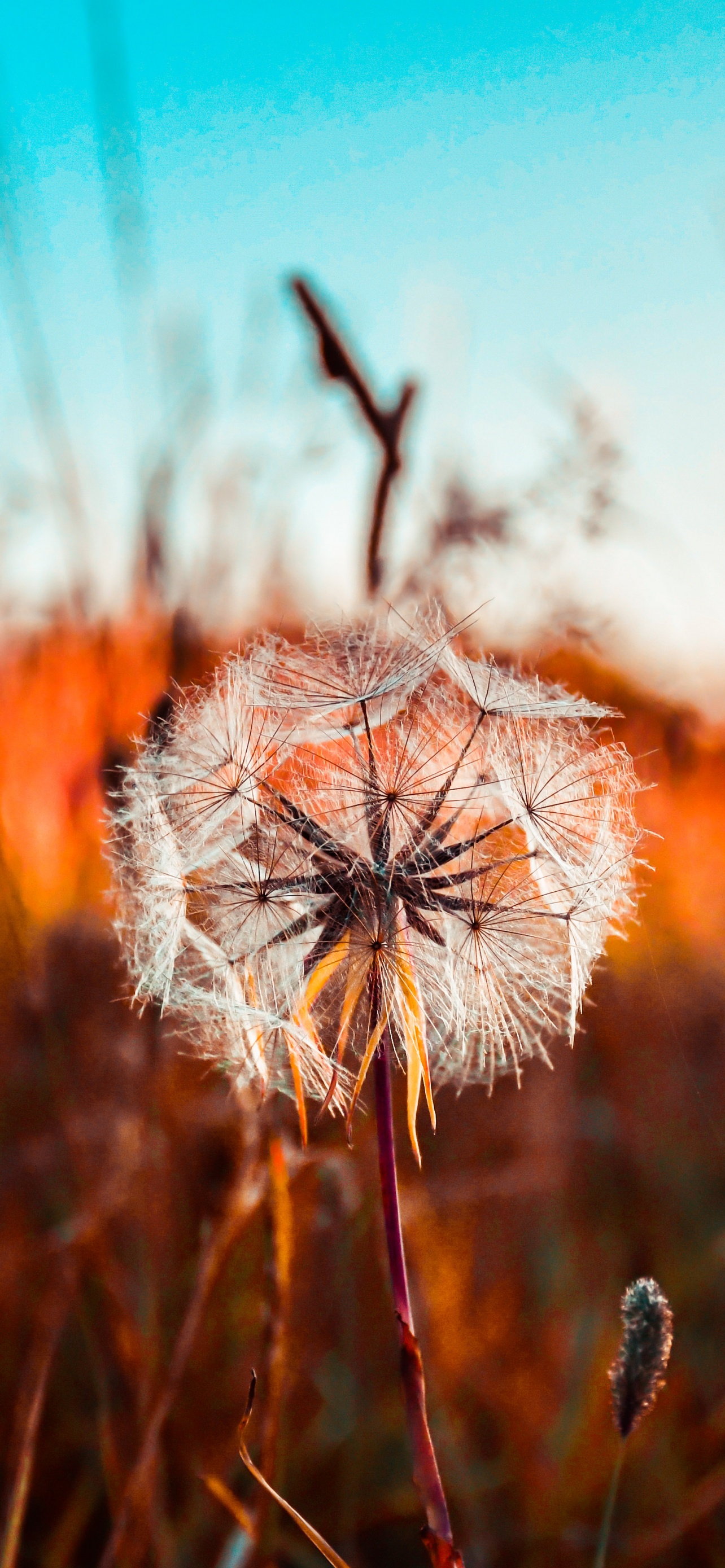 Dandelion flower Wallpaper 4K, Summer, Sunset, Fields, Landscape
