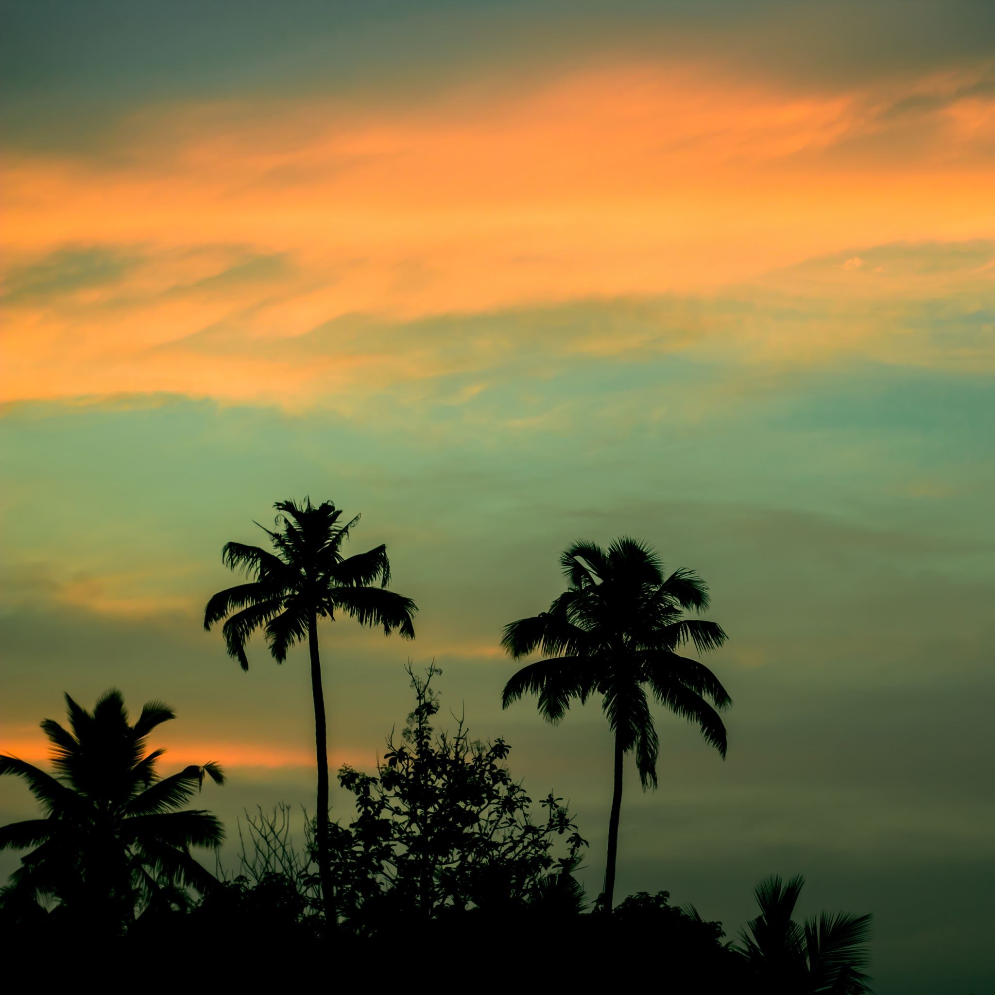 Palms Grove Sunset Sky iPad Air Wallpaper Free Download