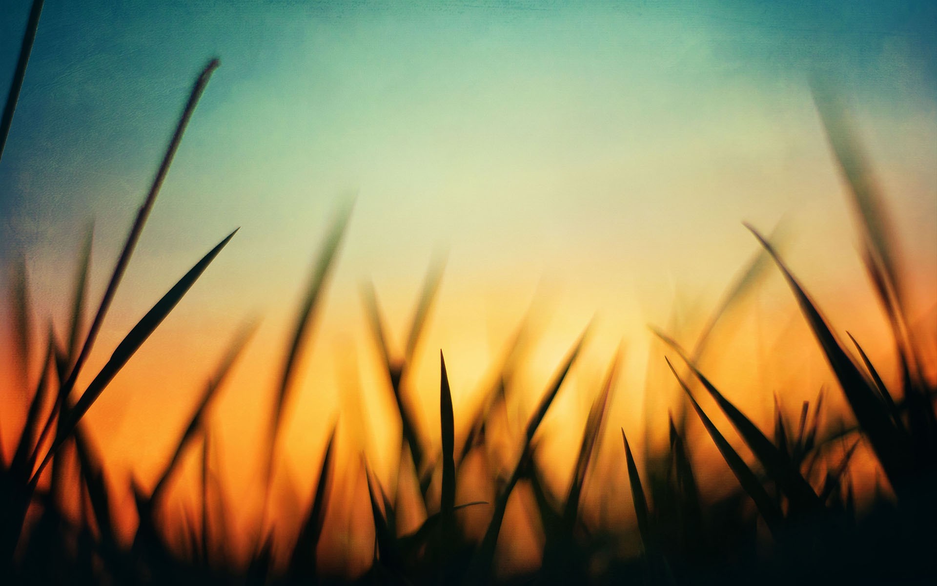 nature, Grass, Green, Sunset, Orange, Blue, Macro, Silhouette Wallpaper HD / Desktop and Mobile Background