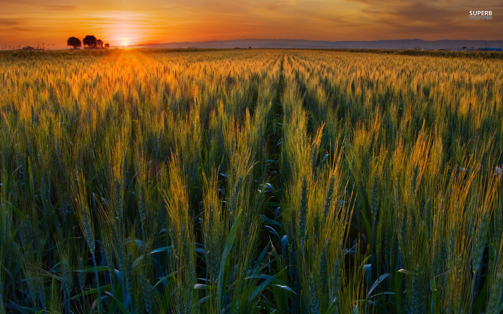 Green Wheat Field Sunset wallpaper. Green Wheat Field Sunset