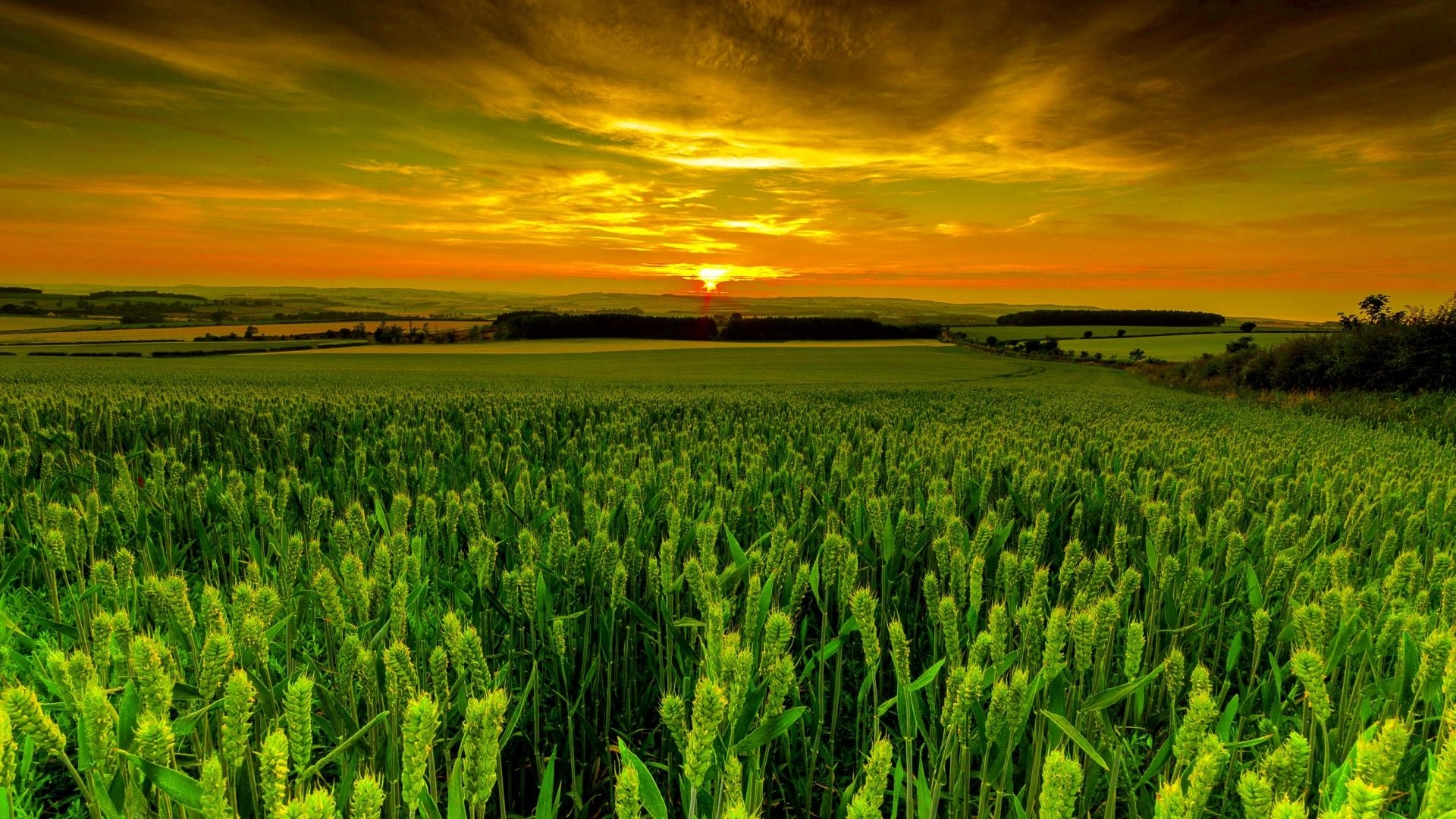 green, wheat, nature, sunset, sky, field Gallery HD Wallpaper