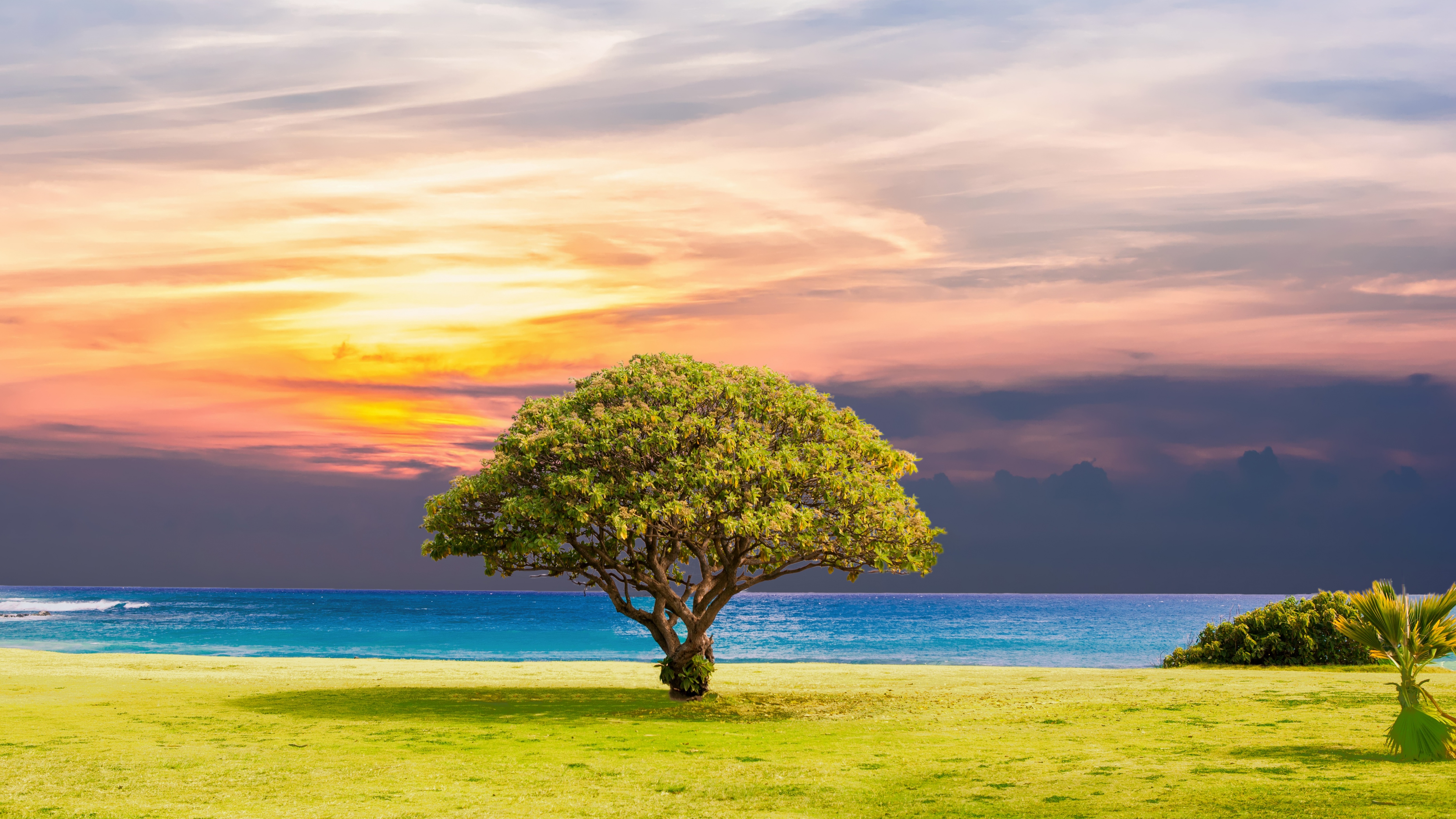 Green Tree Wallpaper 4K, Ocean view, Grassland, Nature