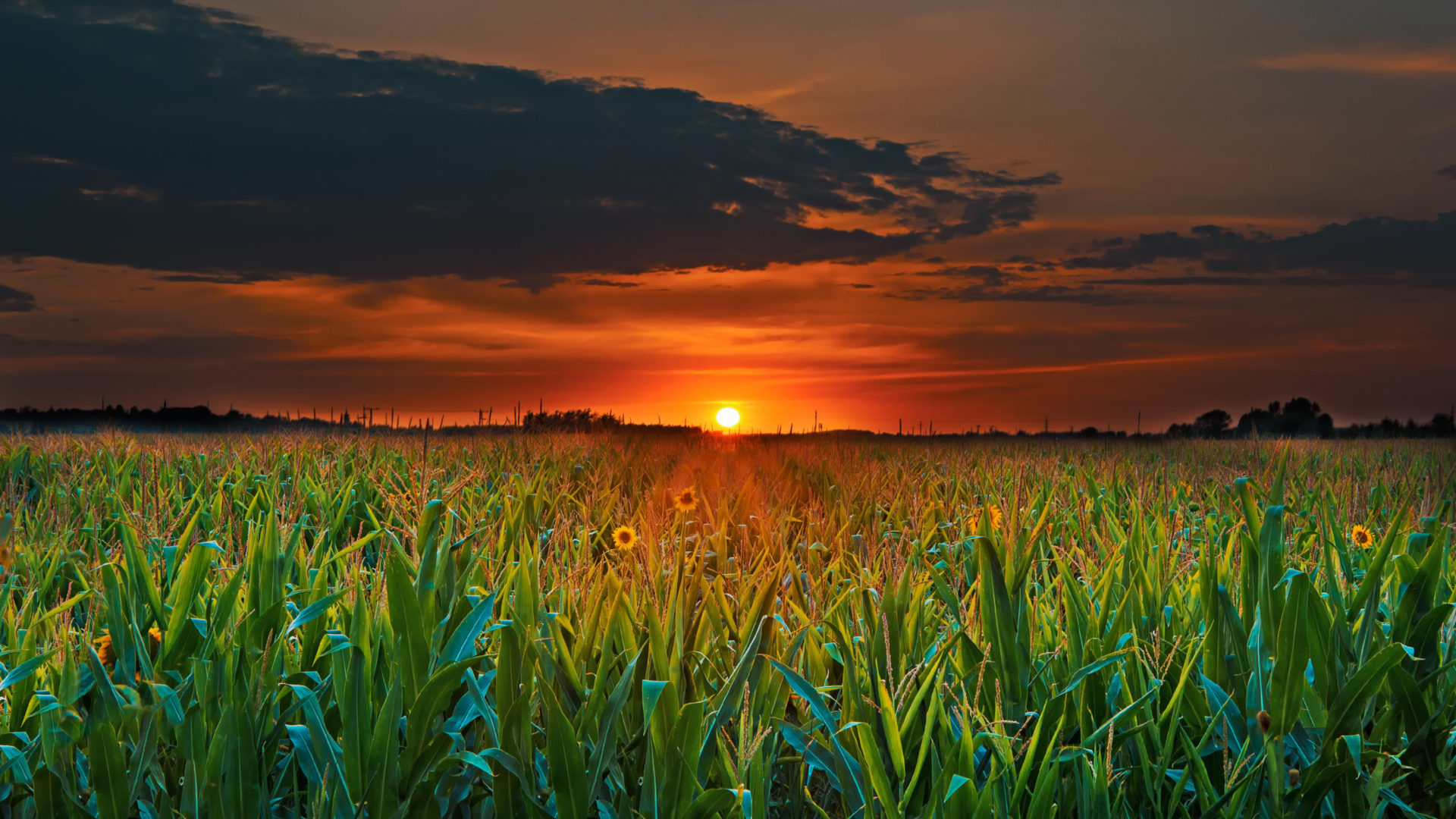 Sunset Green Field With Corn Dark Clouds 4k Ultra HD Desktop Wallpaper For Computers Laptop Tablet And Mobile Phones 3840x2400, Wallpaper13.com