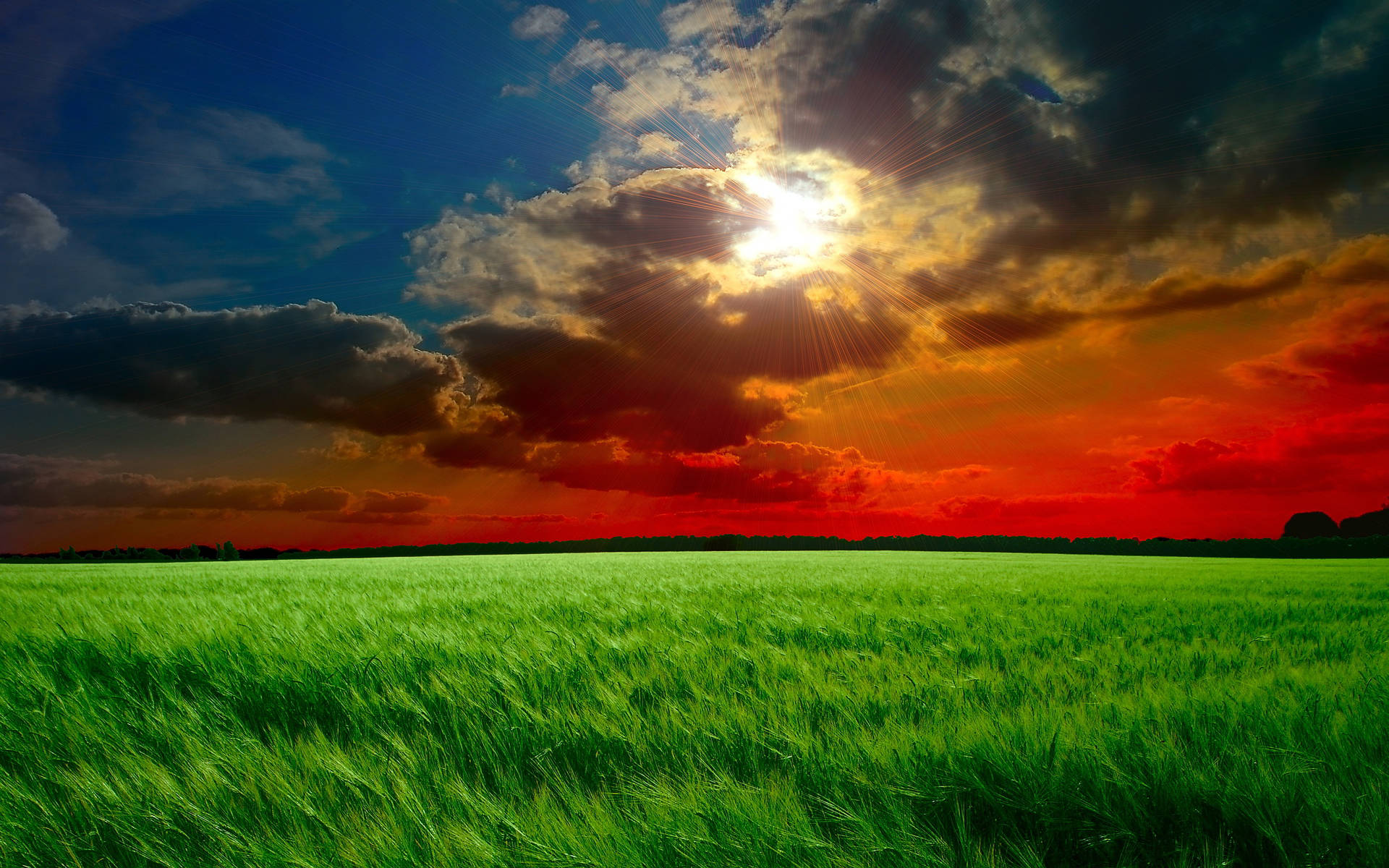 Download Green Rice Field Sunset Desktop Wallpaper