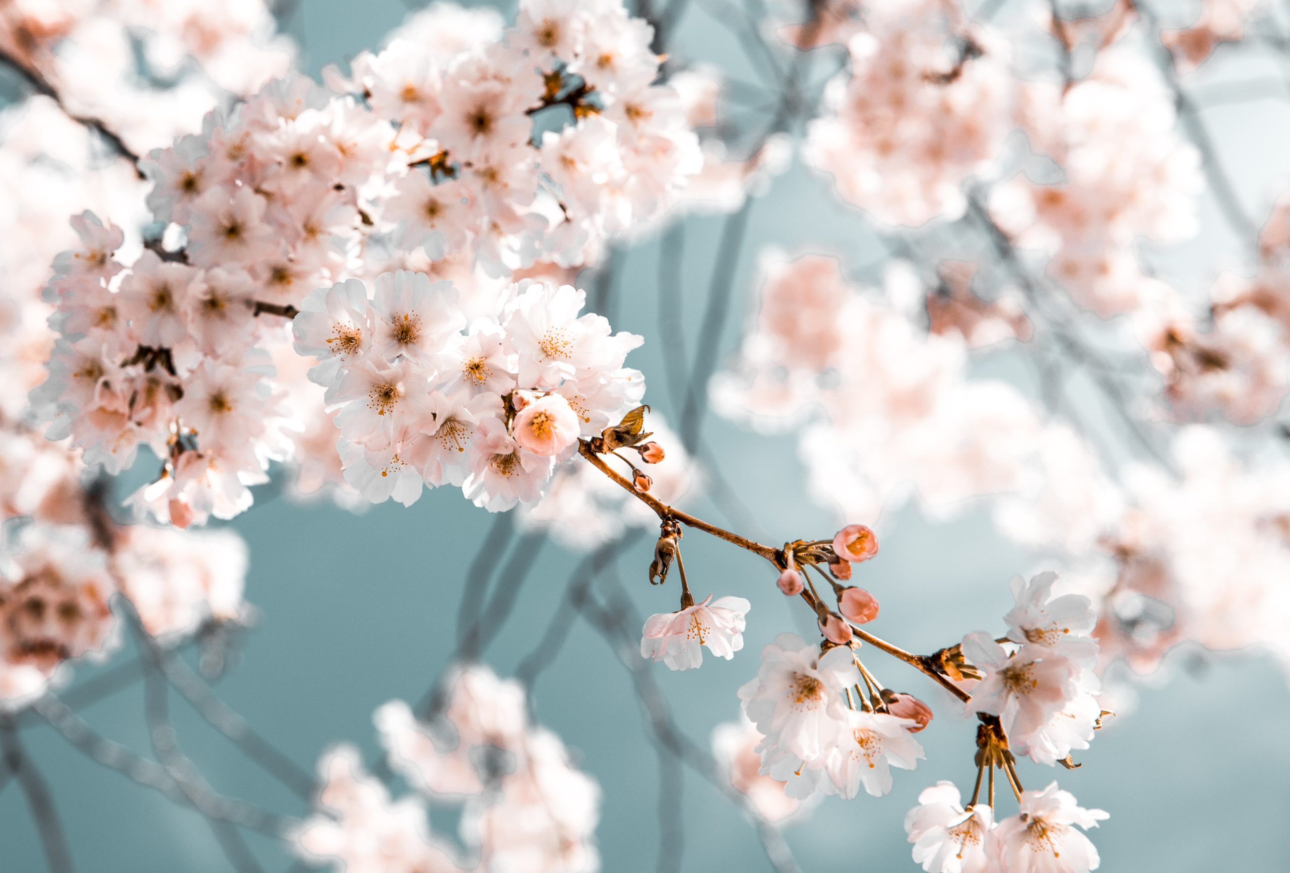 Free. Flower desktop wallpaper, Outdoor art, White flowers