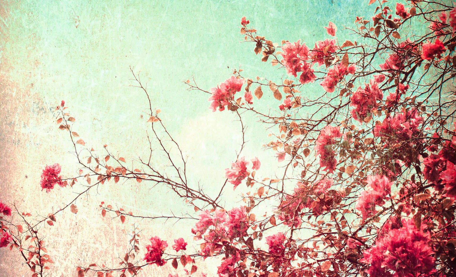 Download Pink Blossoms Vintage Aesthetic Pc Wallpaper
