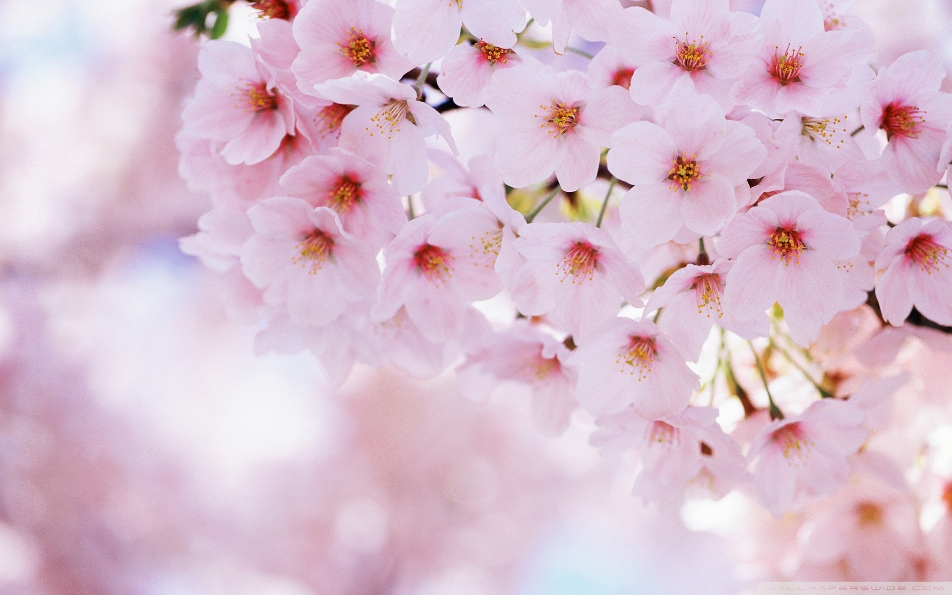 flowers, branch, cherry blossom, blossom, pink, spring, flower, plant, cherry, petal, produce, flowering plant, close up, macro photography Gallery HD Wallpaper