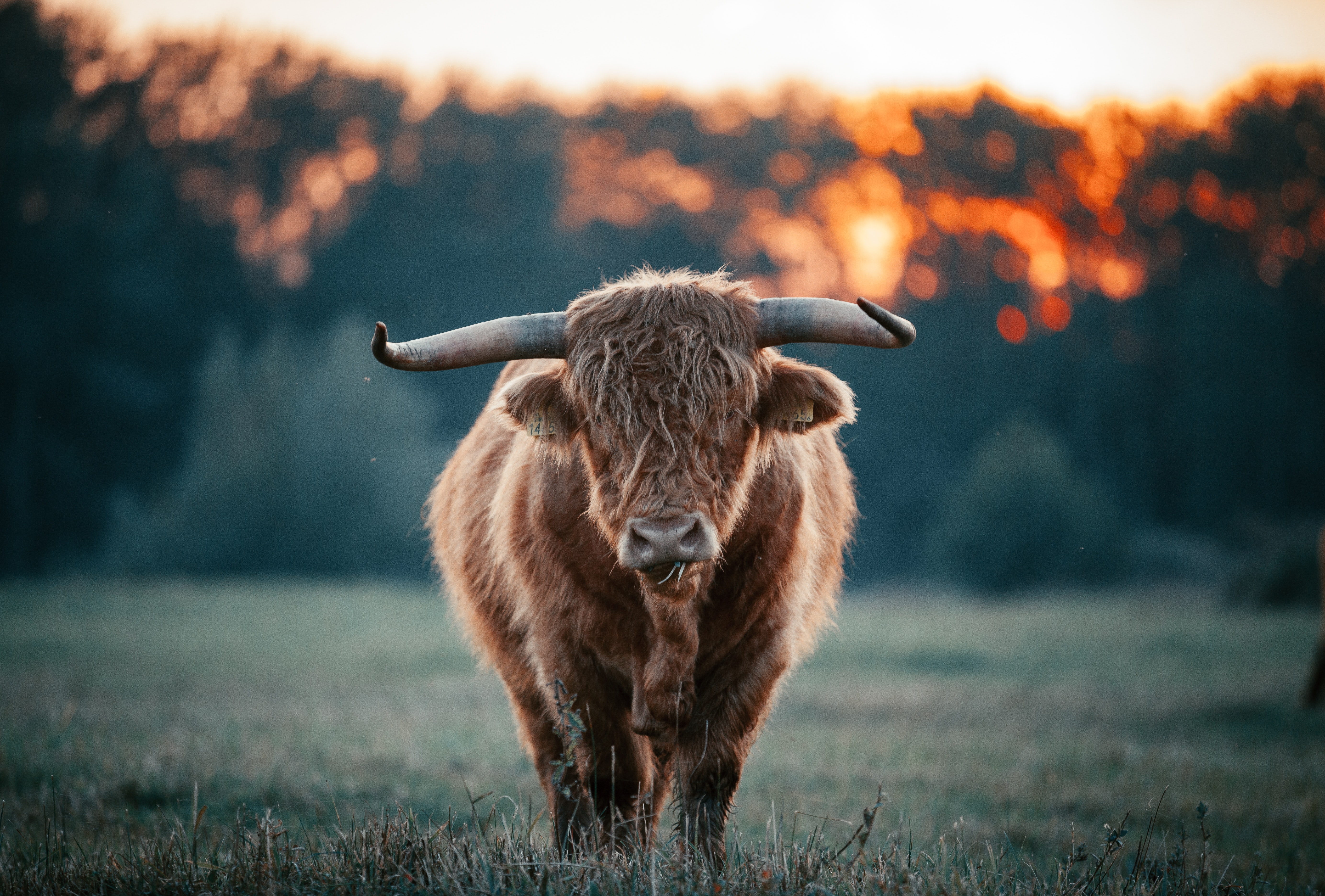 Highland Cattle Photo, Download The BEST Free Highland Cattle & HD Image