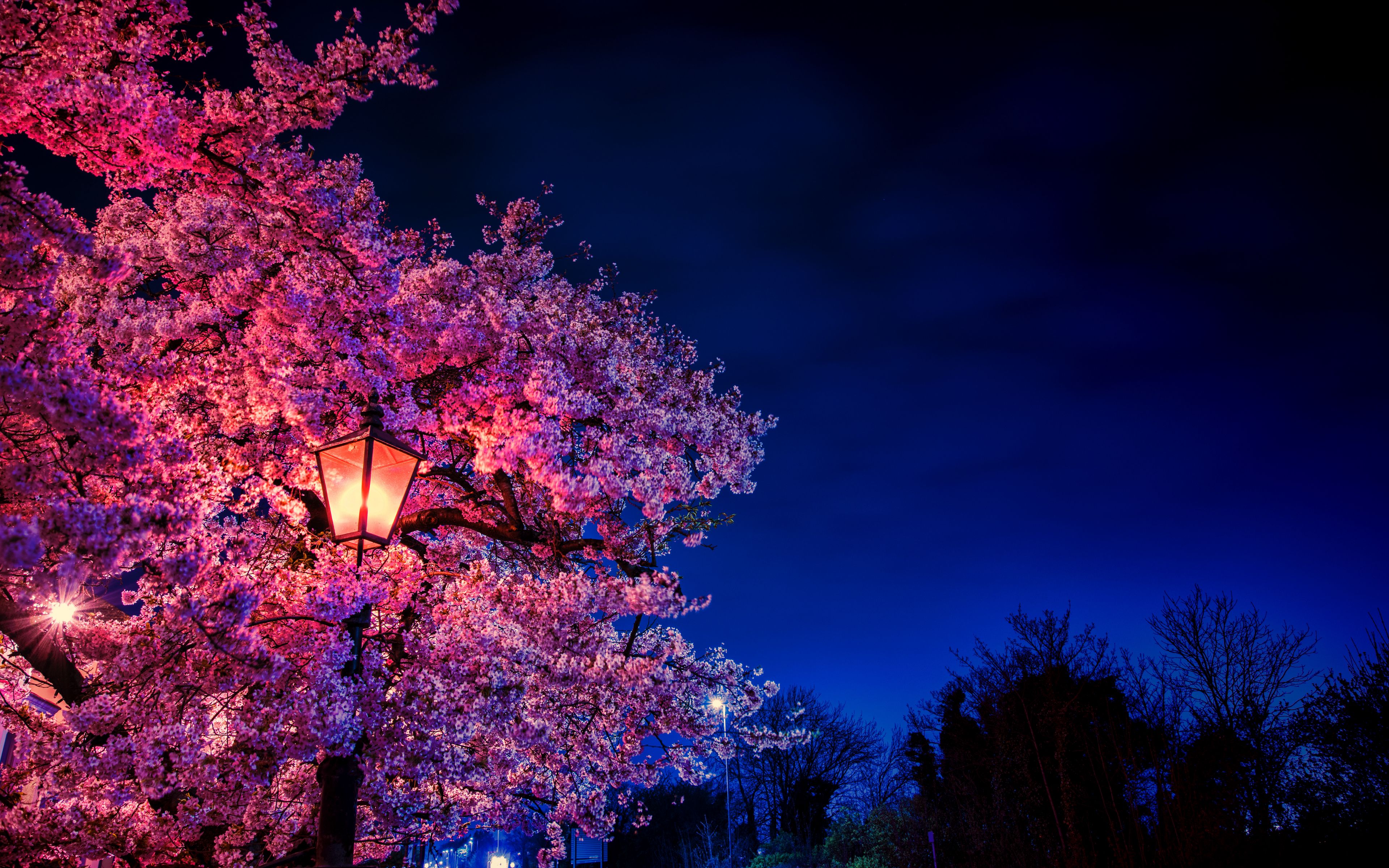 Download wallpaper 3840x2400 sakura, flowers, lantern, blooms, evening, spring 4k ultra HD 16:10 HD background