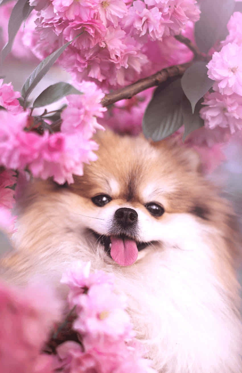 Pink Cute Dog Wallpapers - Wallpaper Cave