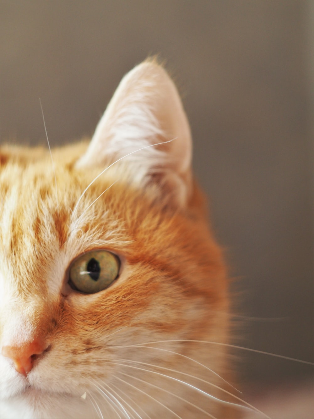 Orange Cat Picture. Download Free Image