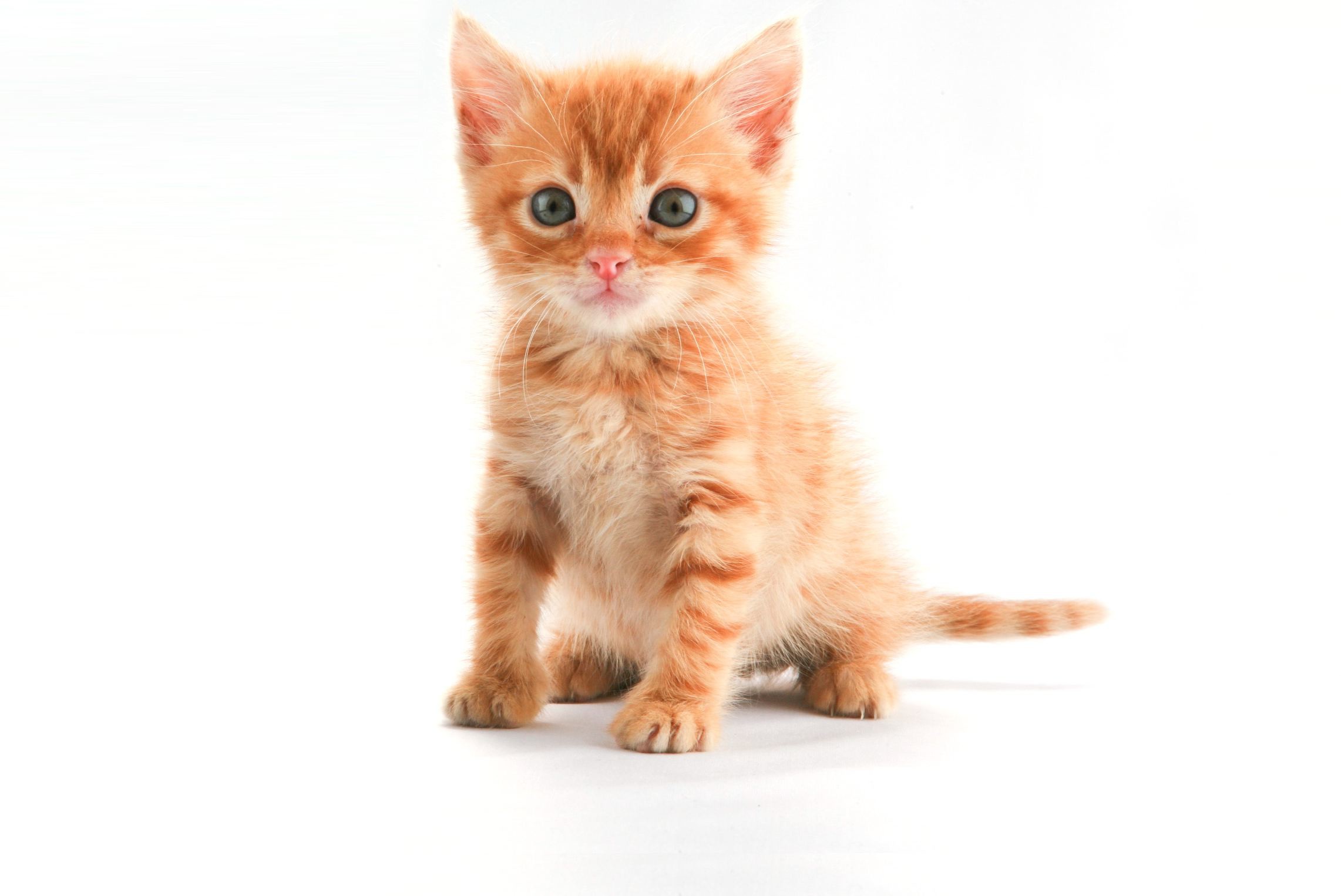The Little Orange Kitten wallpaper