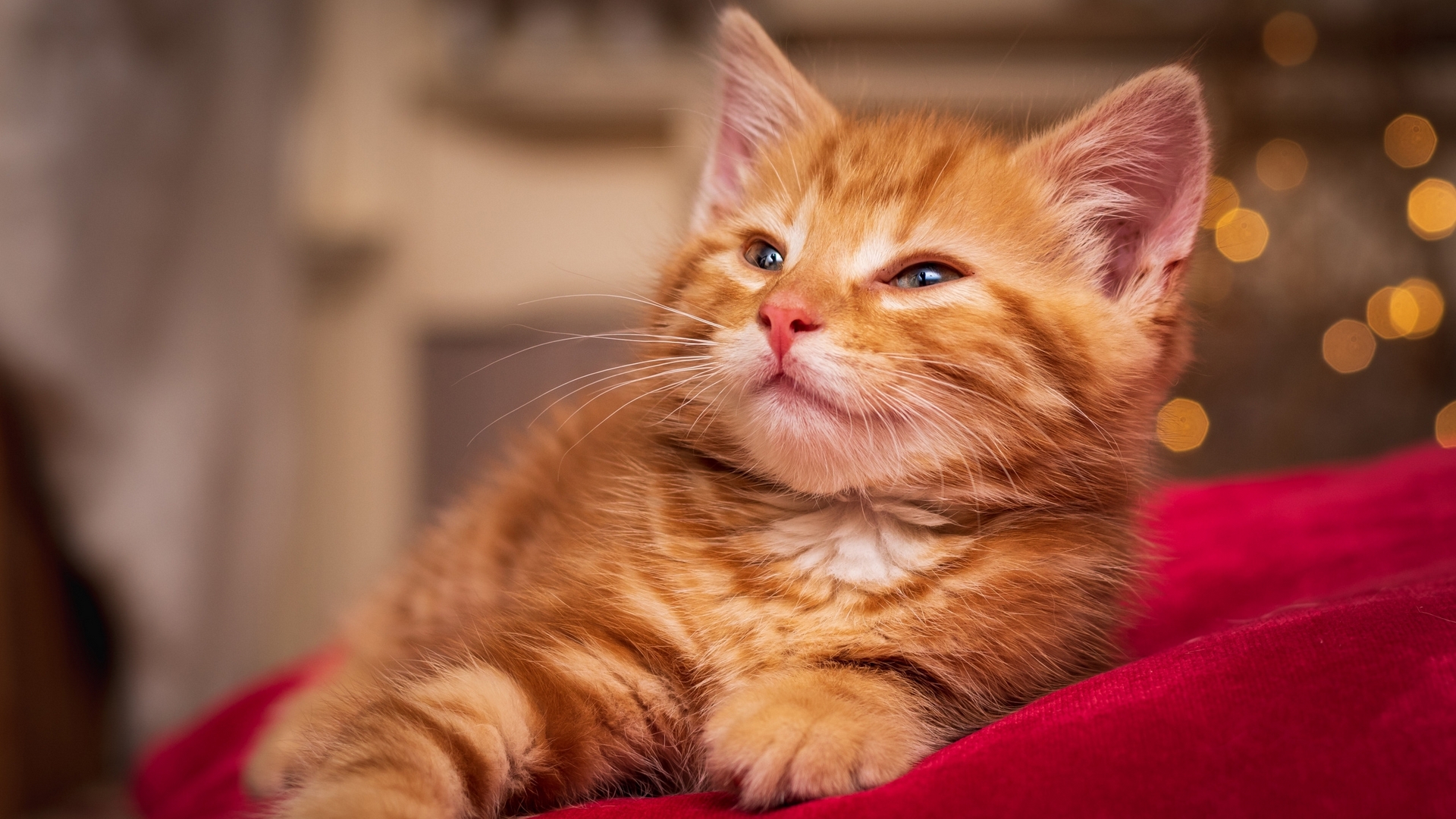 Wallpaper / red, cute, orange, ginger, paw, cat, pisici, kitten free download