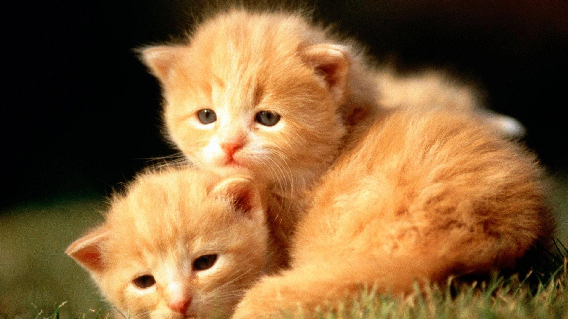 Download Baby Animal Orange Kittens Wallpaper