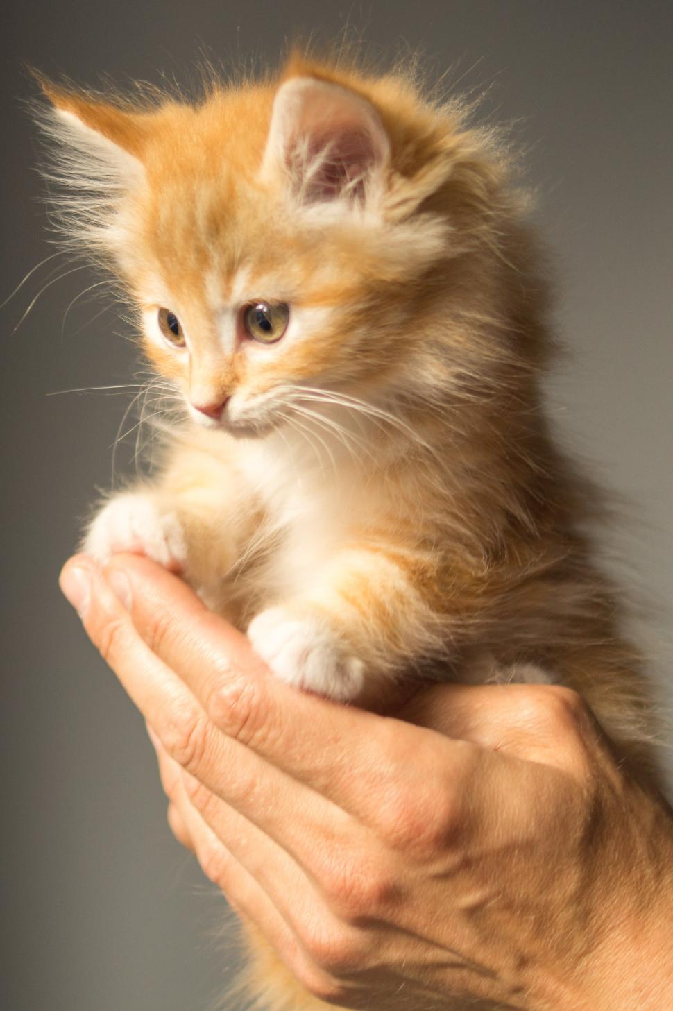 Free of Cute orange kitten. Download Free Image and Free Illustrations