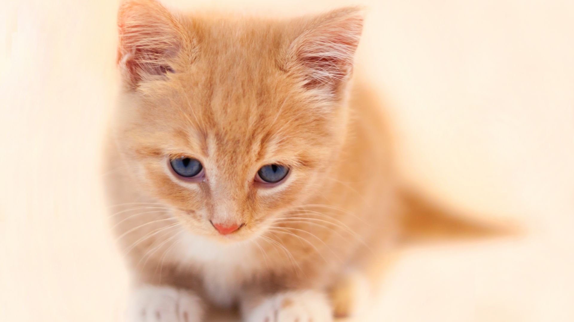 Desktop Wallpaper Cute, Orange Kitten, Baby Animal, HD Image, Picture, Background, E78f32
