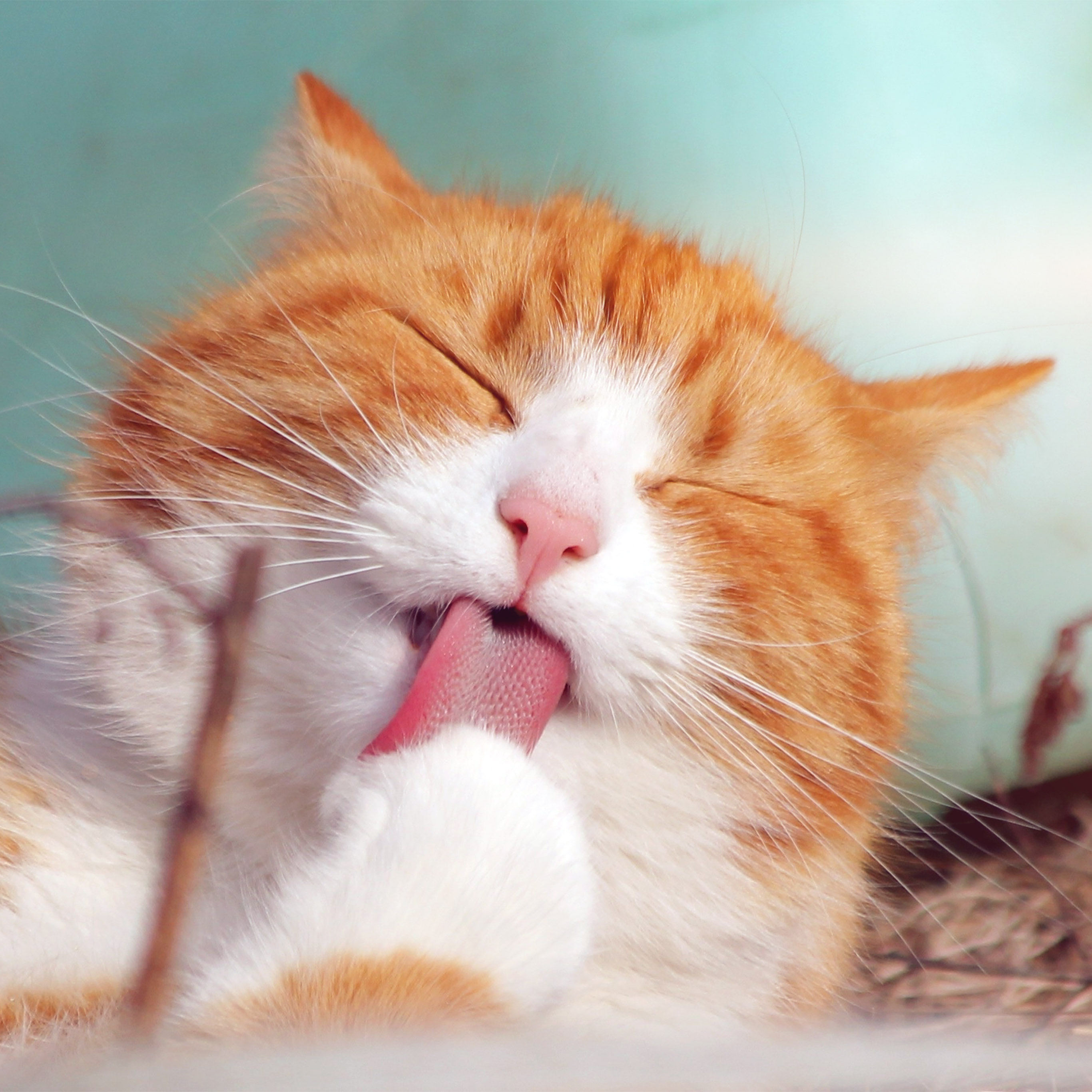 Happycat Animal Cute Smile Orange Wallpaper