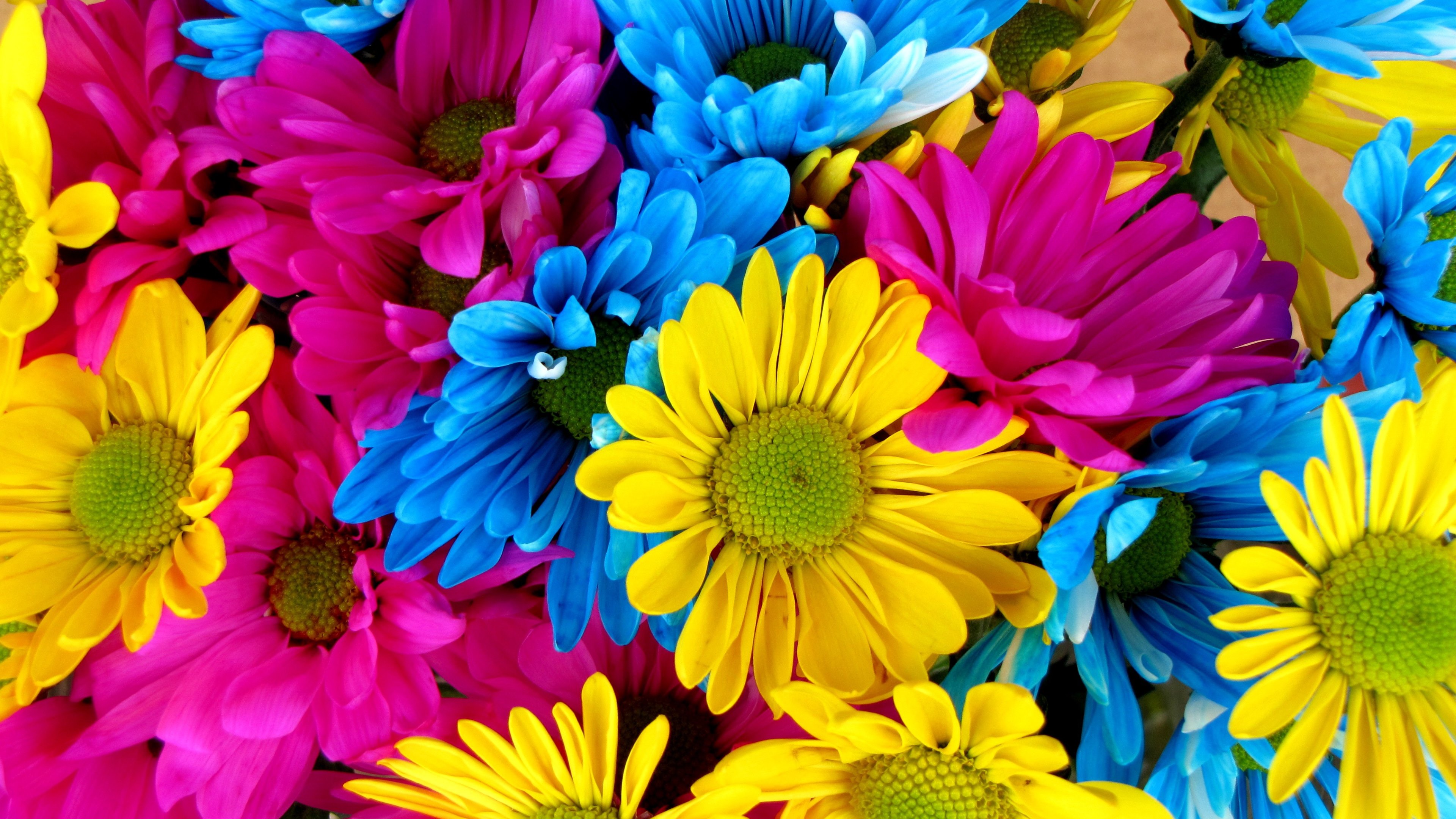 Brightly Colored Daisies