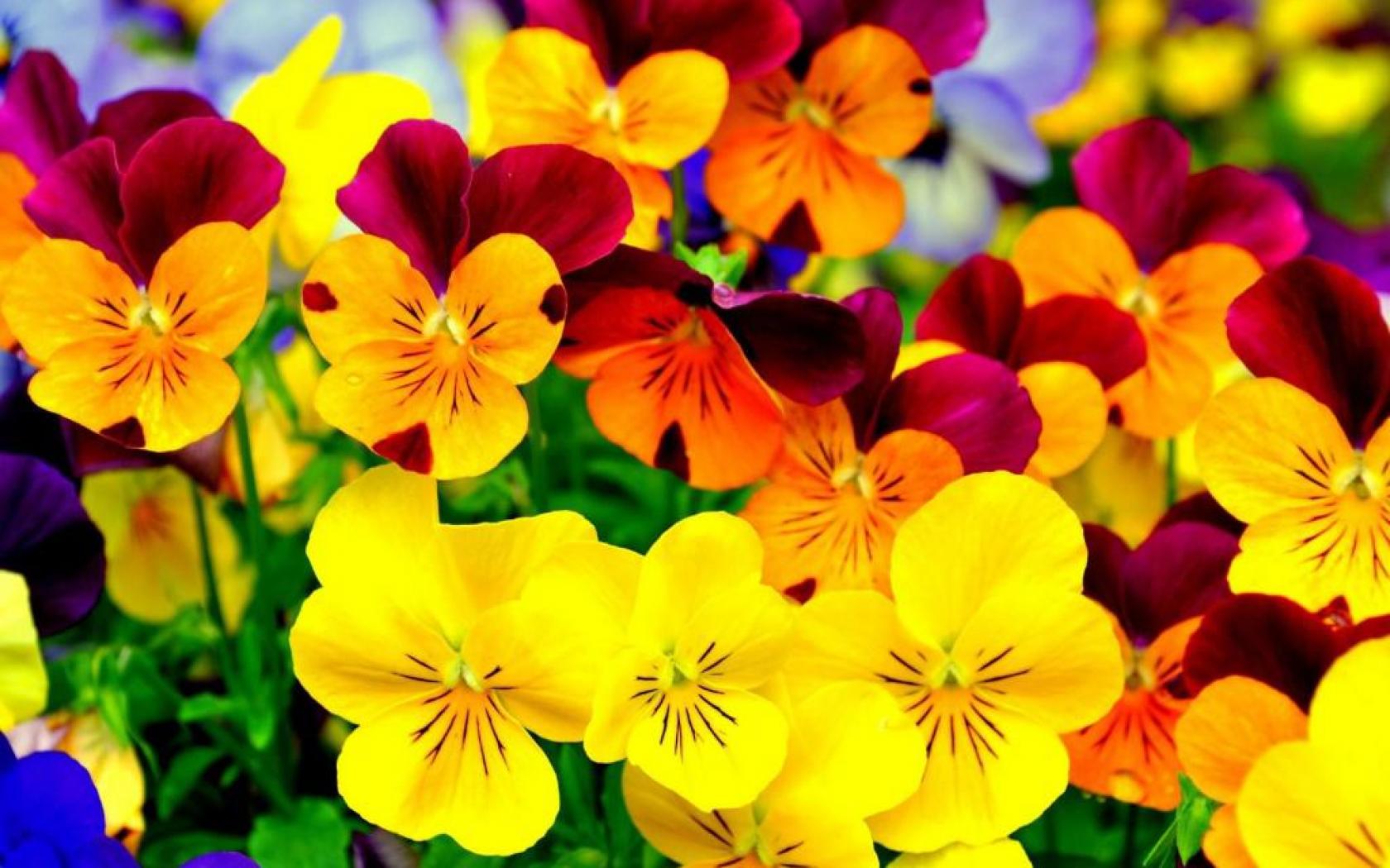 bright colorful flowers