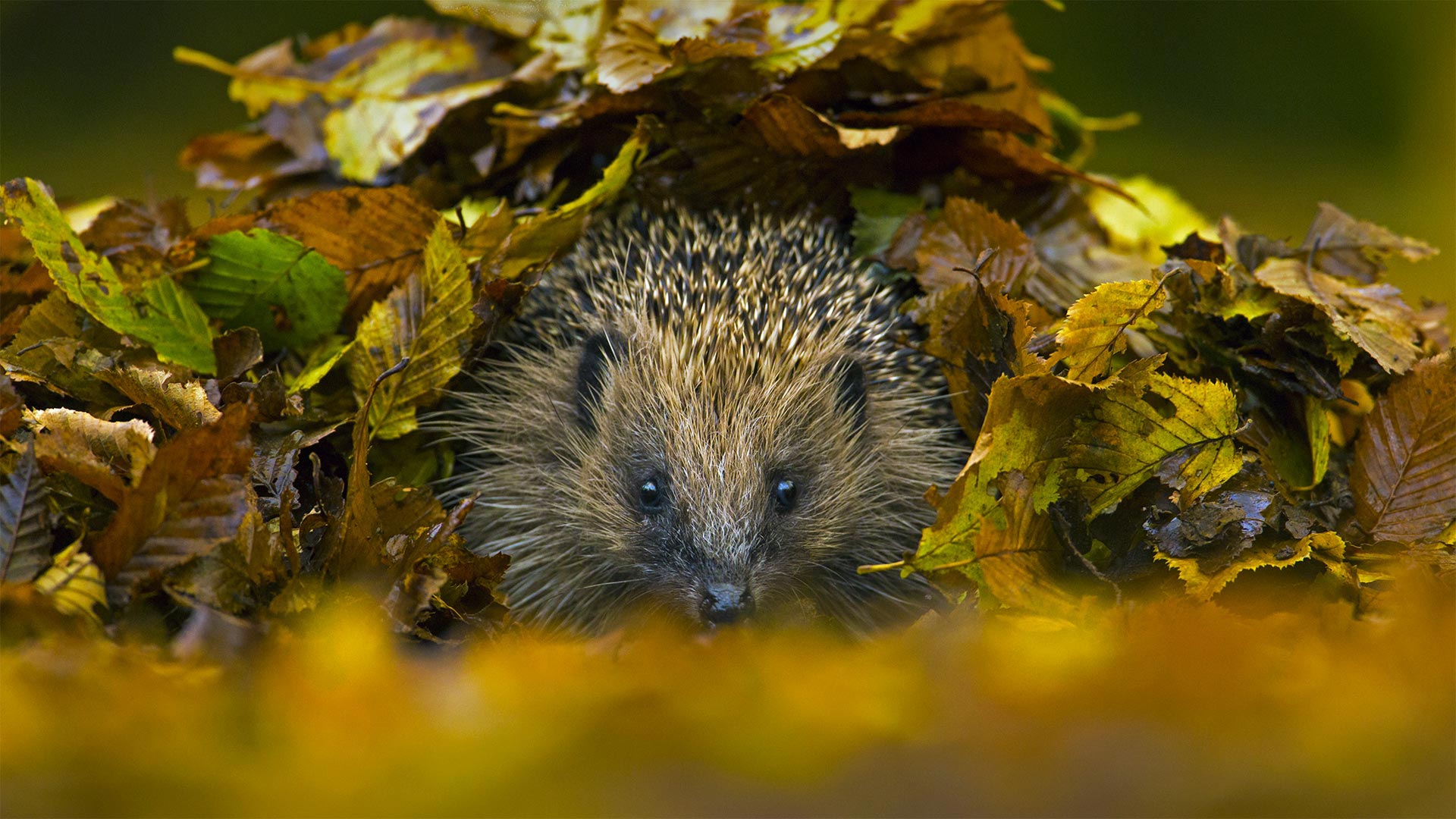 European hedgehog in Sussex, England wallpaper