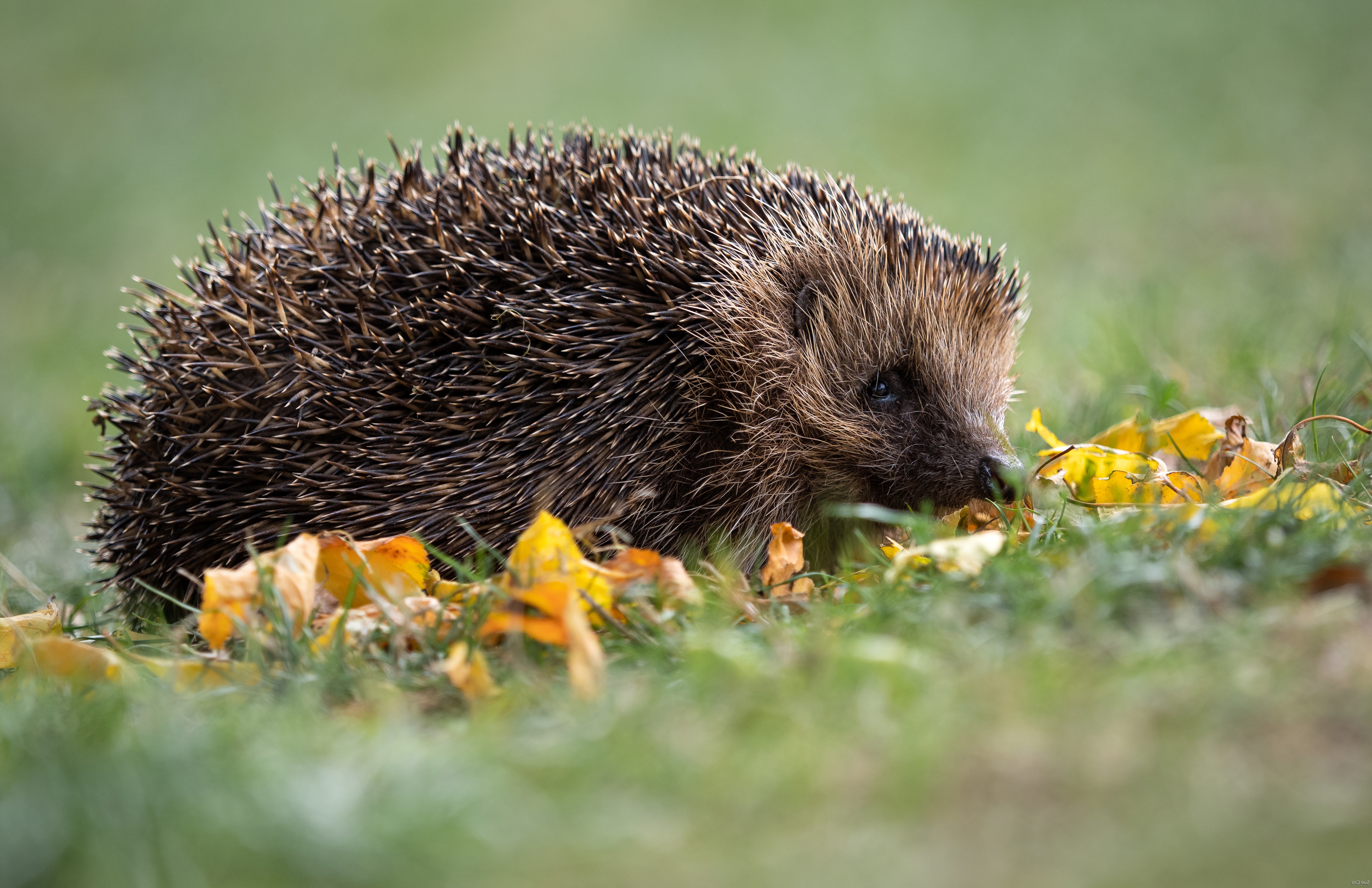 Hedgehog 4k Ultra HD Wallpaper