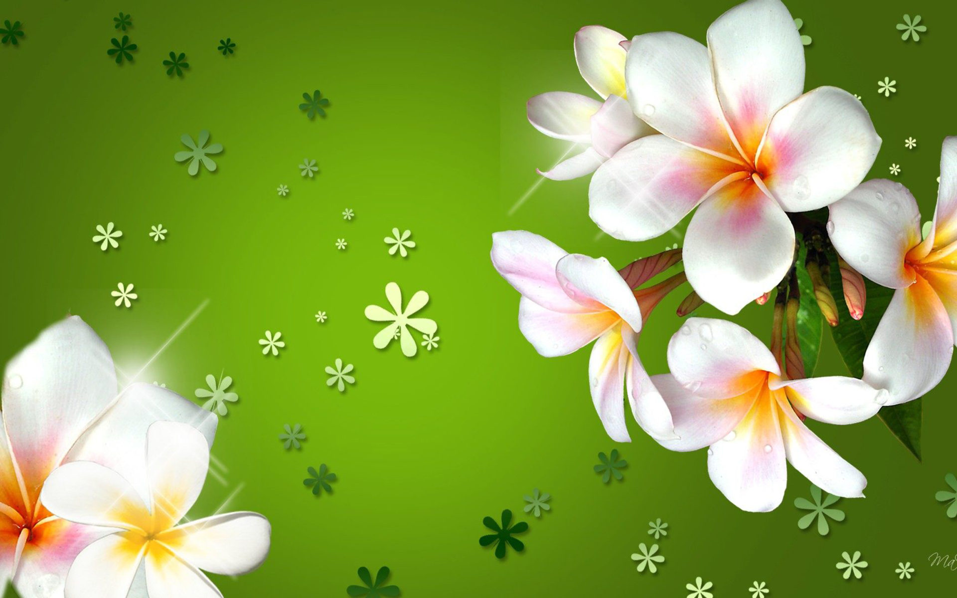 Plumeria Three Colored Flowers With Bright Green Background, Wallpaper13.com