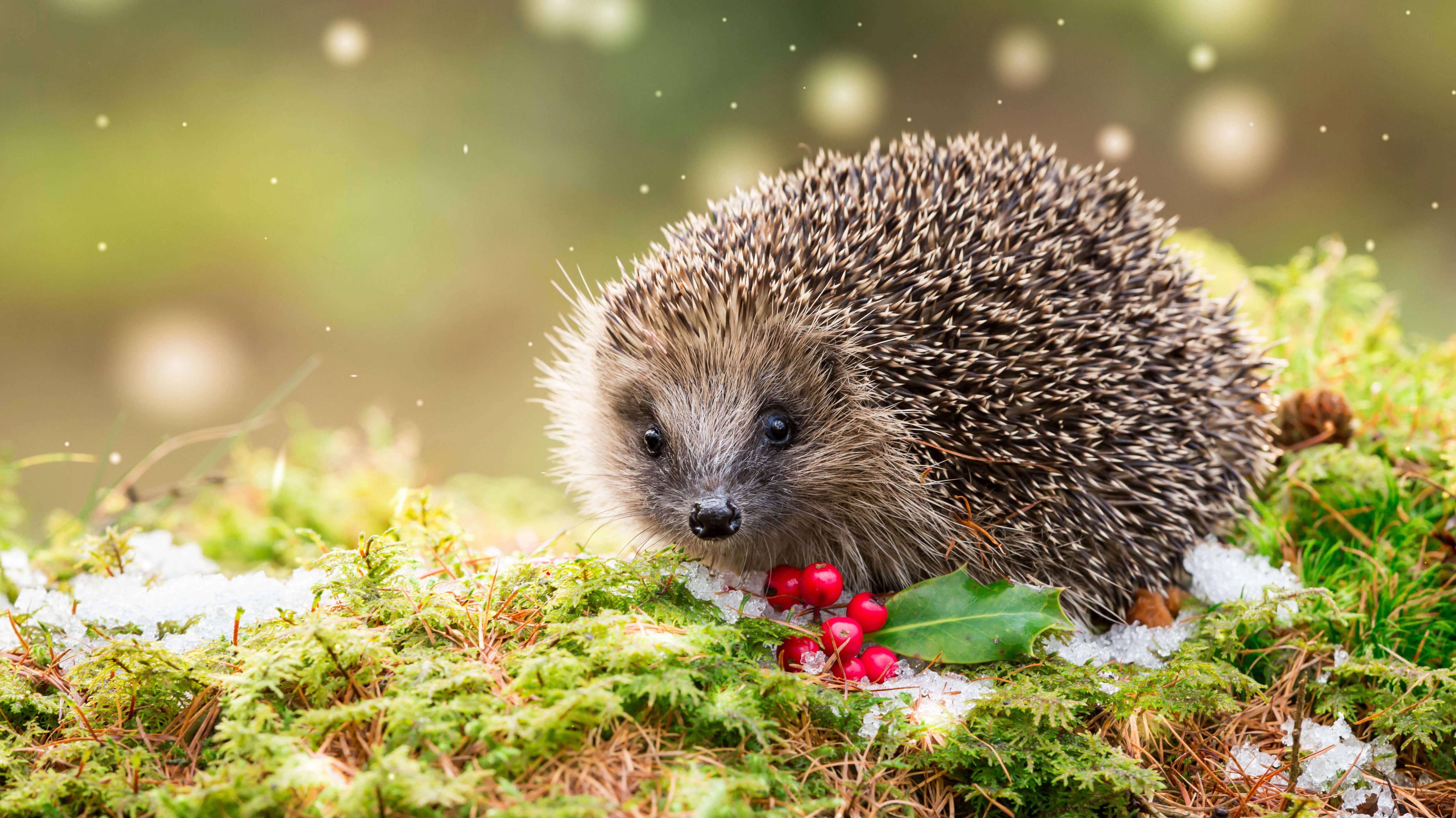 Wallpaper hedgehog, snow, winter, 5K, Animals