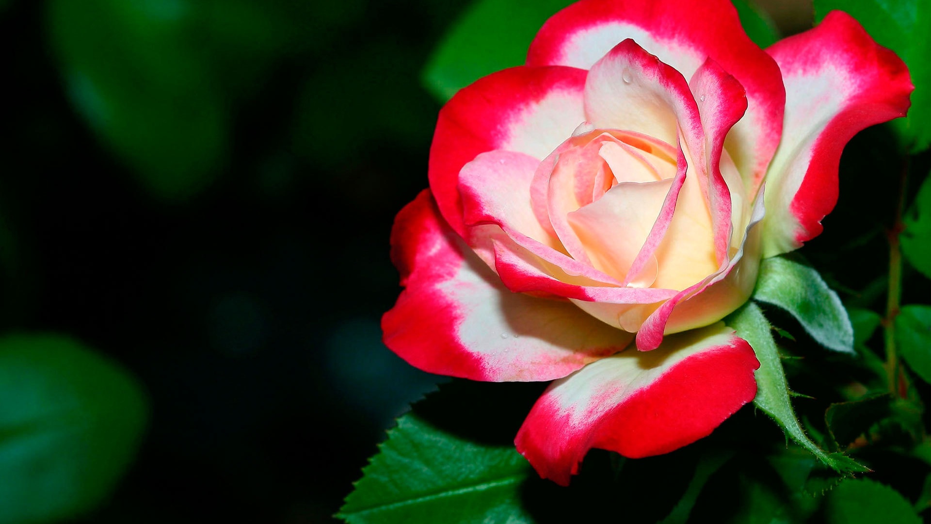 Bright Colored Flowers