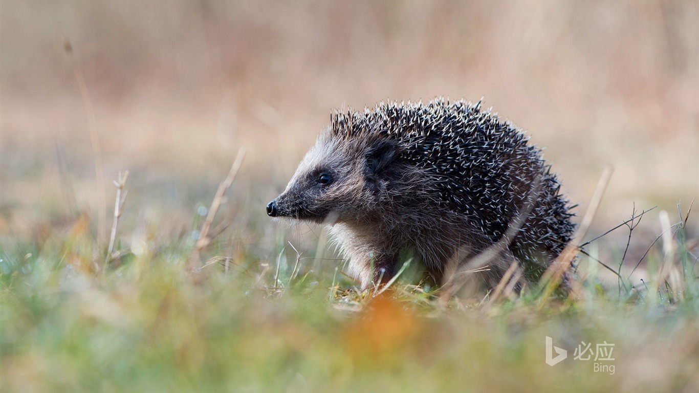 European Hedgehog 2016 Bing Desktop Wallpaper