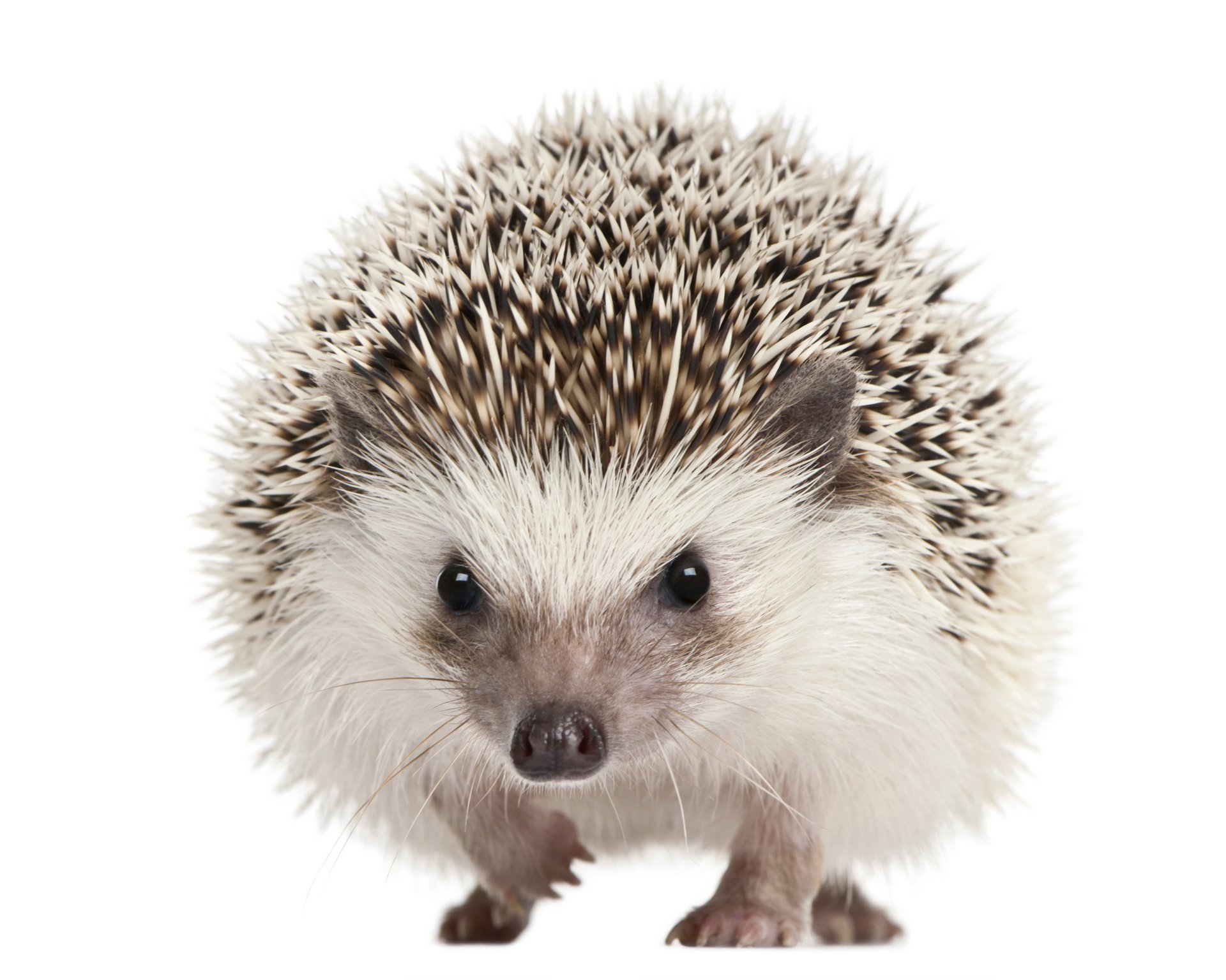 4K Hedgehog Wallpaper and Background Image