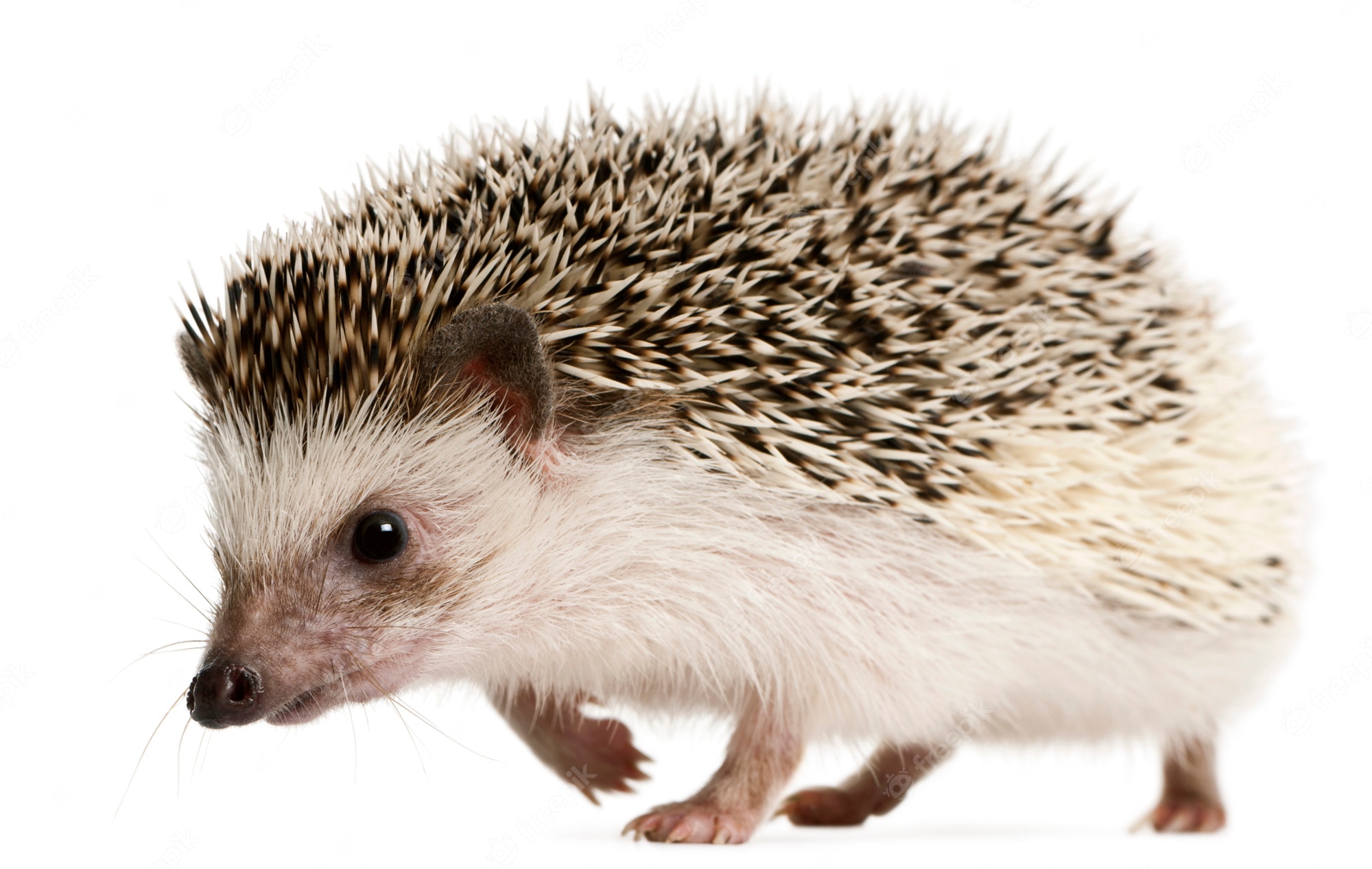 European Hedgehog Image