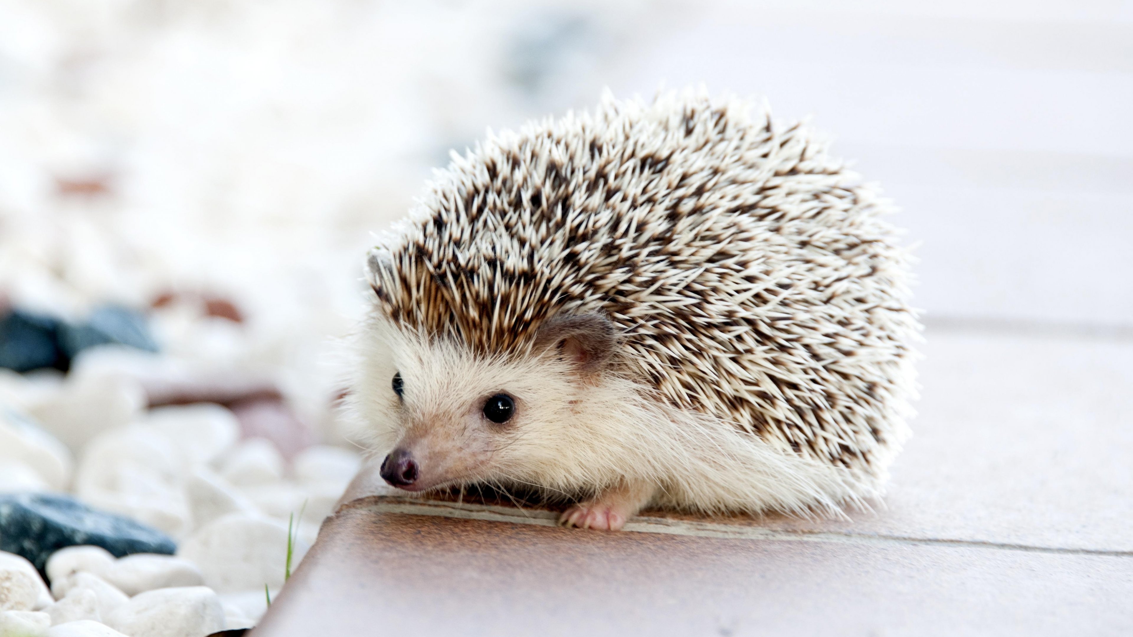 Adorable Hedgehog Wallpaper, Android & Desktop Background