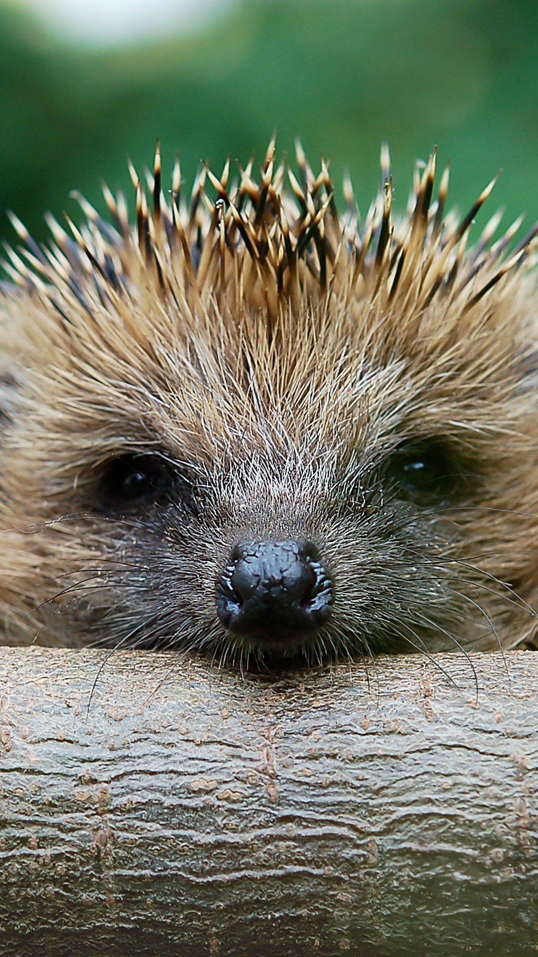 The European hedgehog (Erinaceus europaeus), Bad Driburg, Germany. Windows 10 Spotlight Image