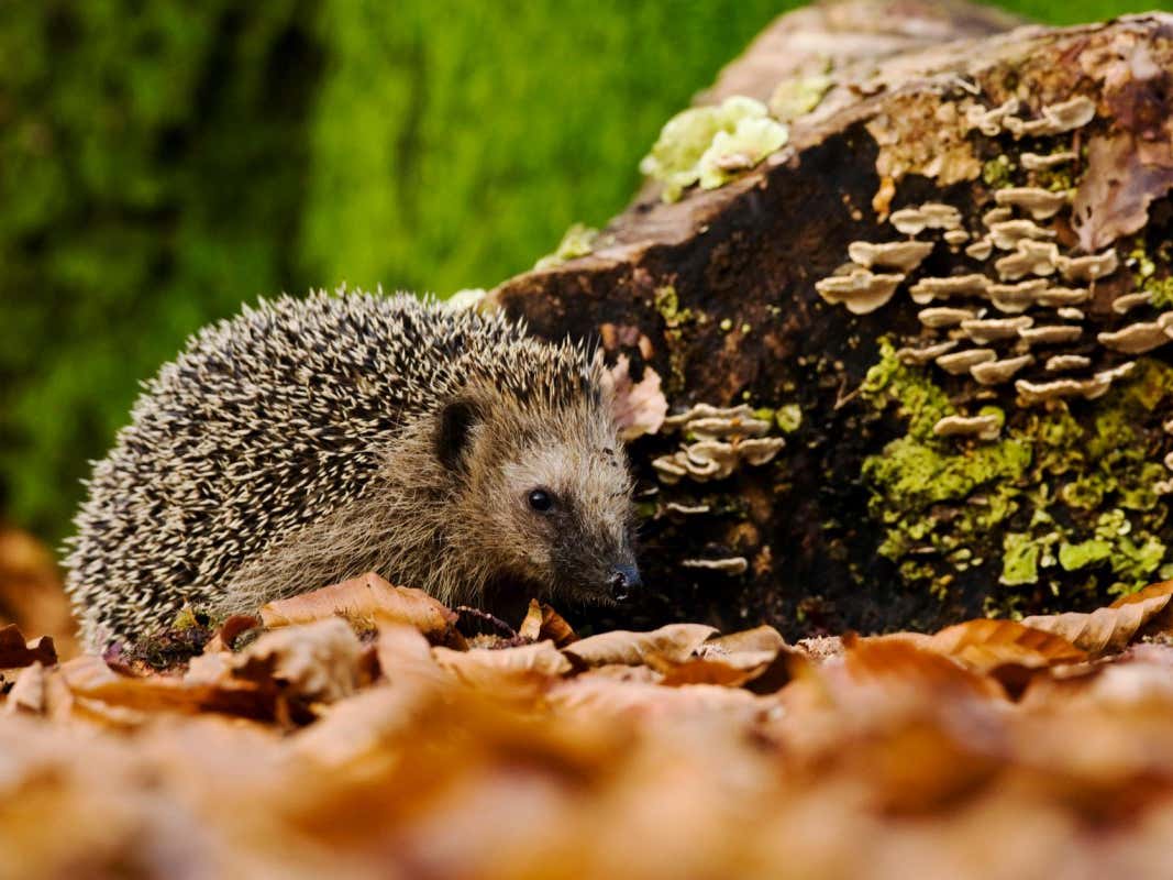 Hedgehogs: How to make your garden hedgehog friendly