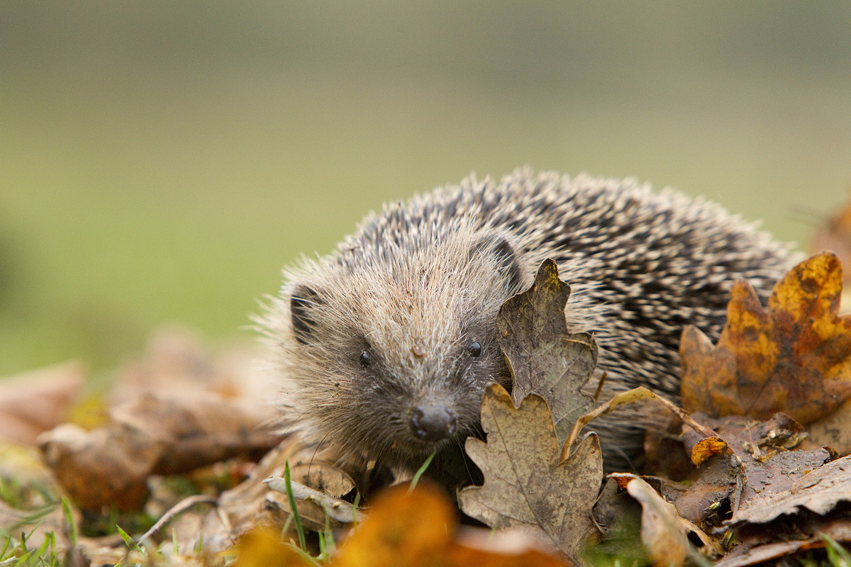 European Hedgehog