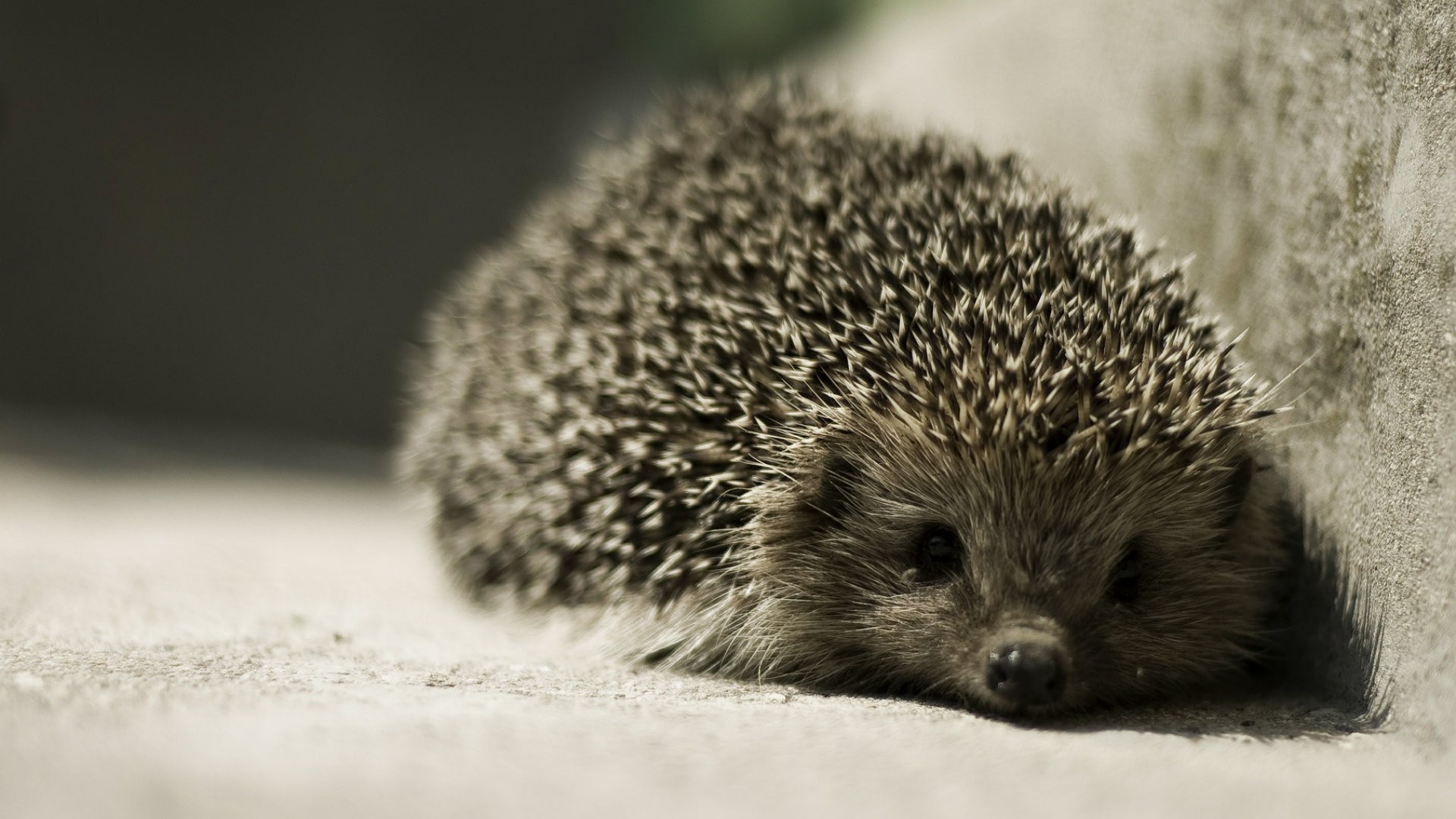 animals, Hedgehog Wallpaper HD / Desktop and Mobile Background