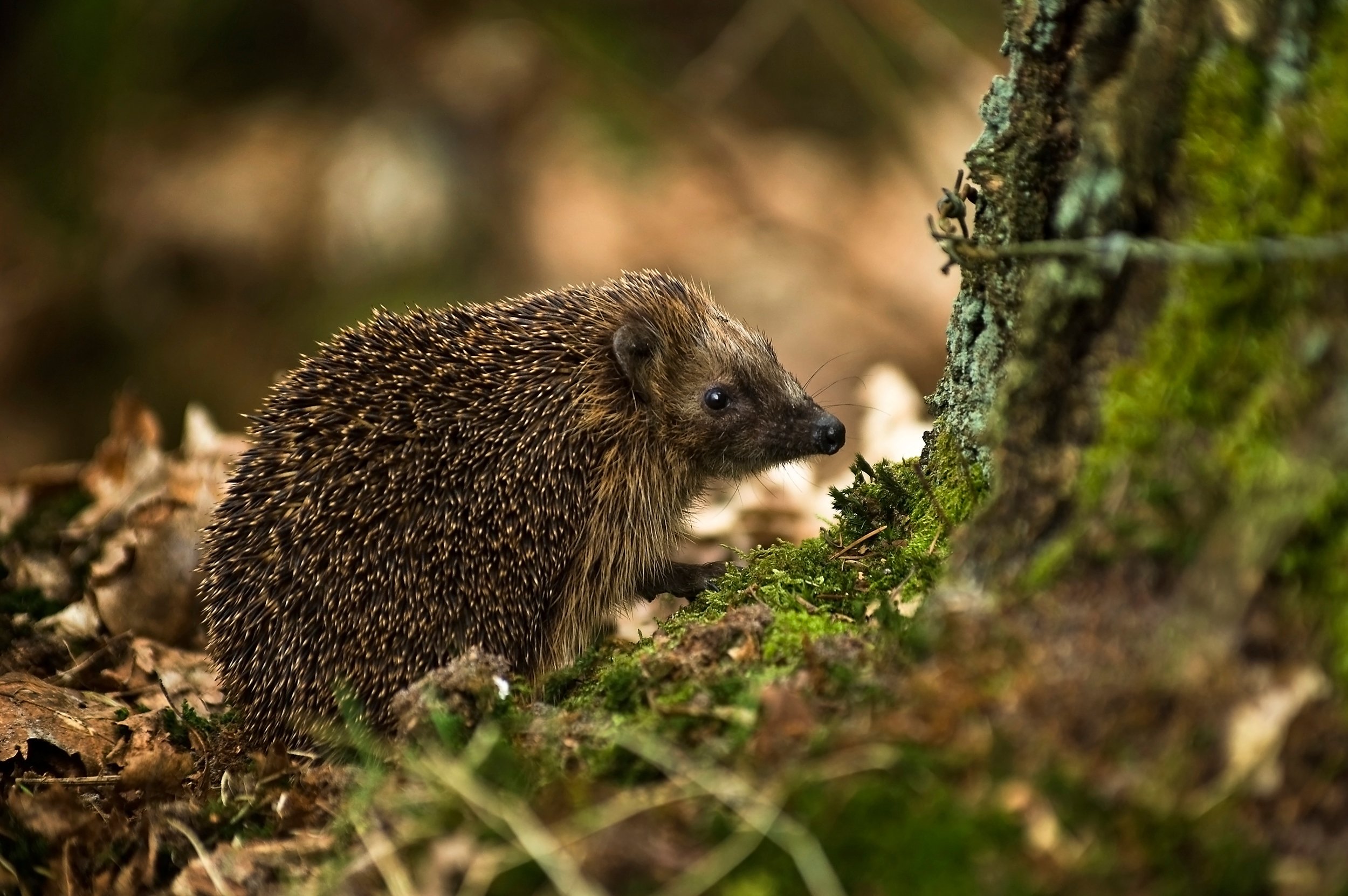 European Hedgehog Wallpapers - Wallpaper Cave