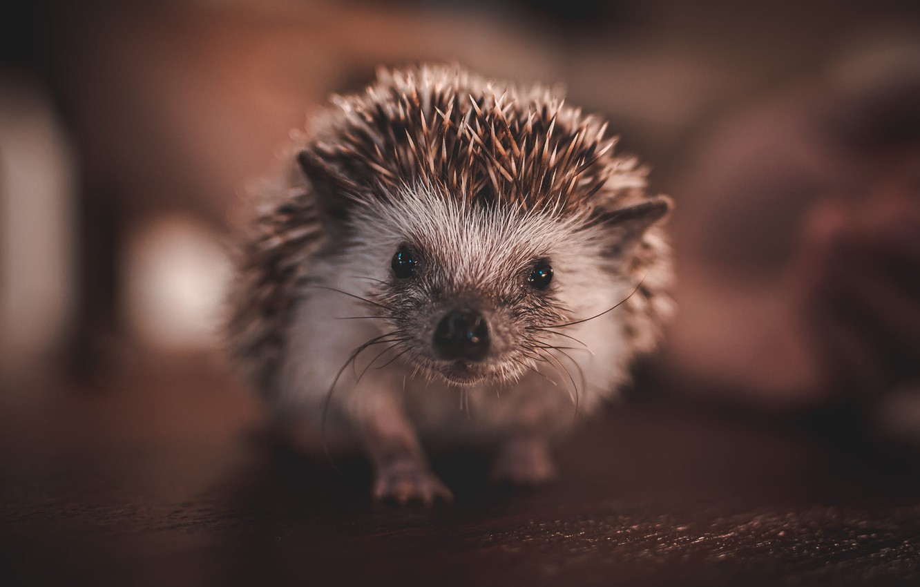 Wallpaper look, the dark background, portrait, floor, hedgehog, face, hedgehog, bokeh, home image for desktop, section животные