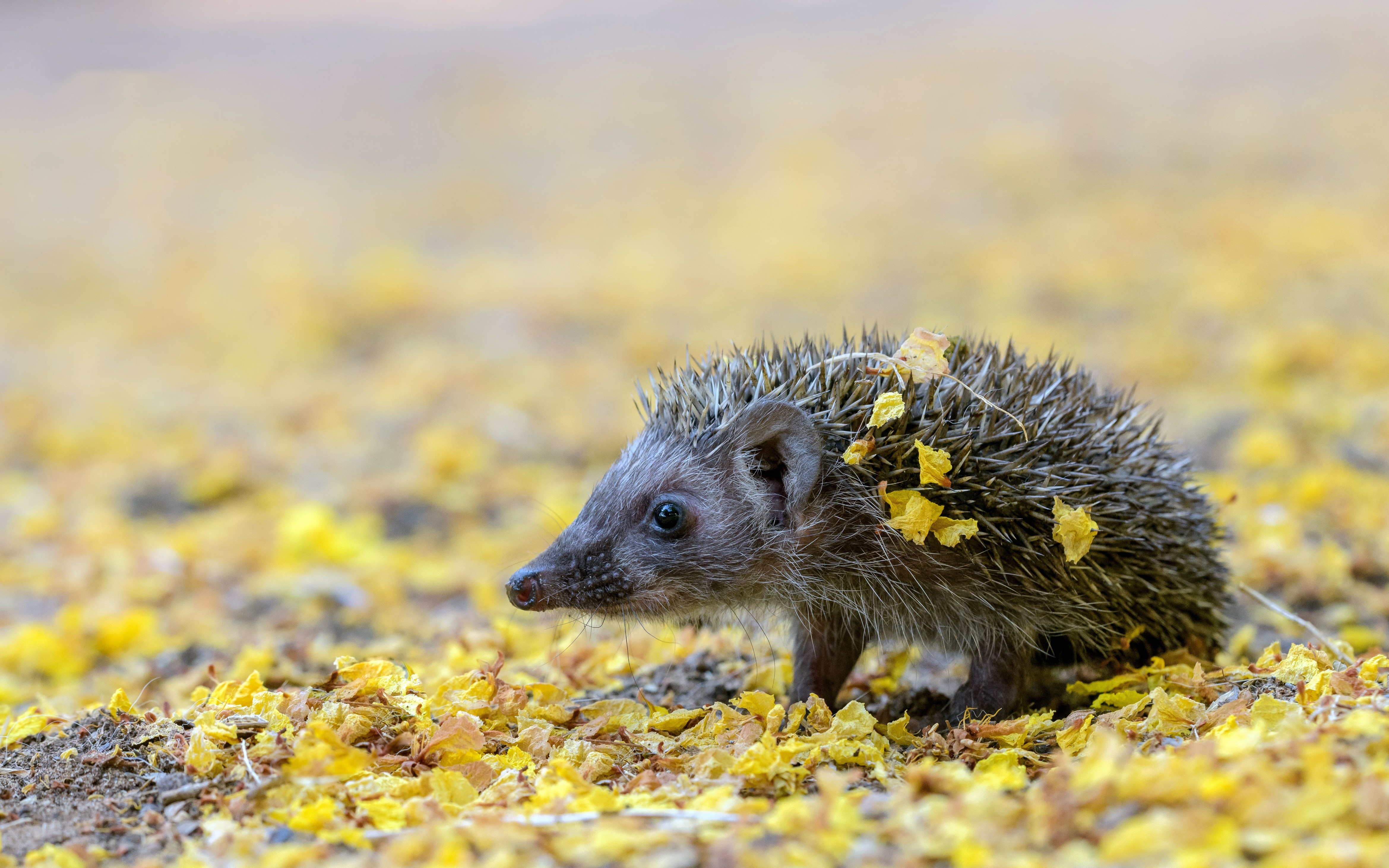 hedgehog 1080P, 2k, 4k Full HD Wallpaper, Background Free Download