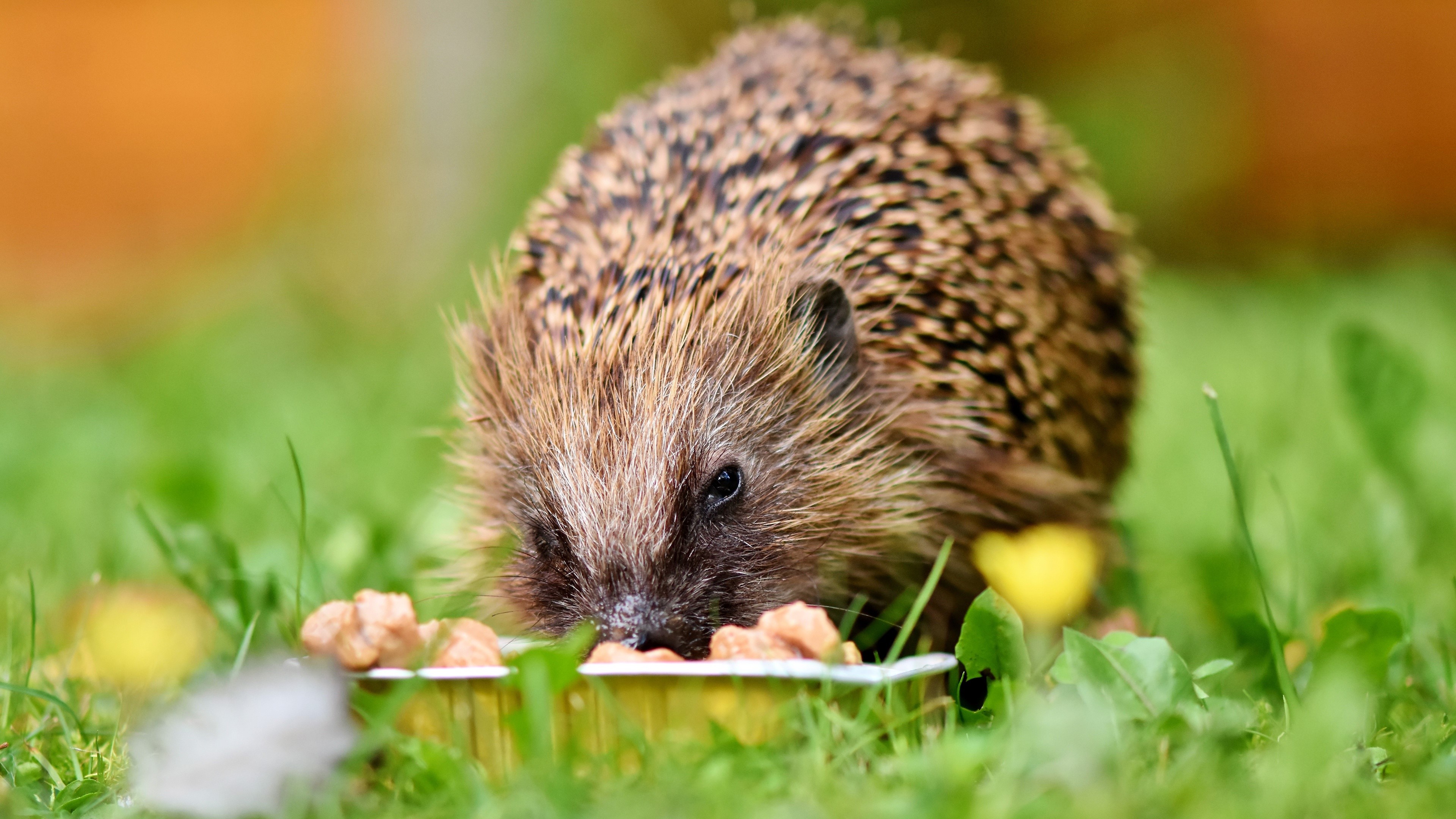 4K, Hedgehogs Gallery HD Wallpaper