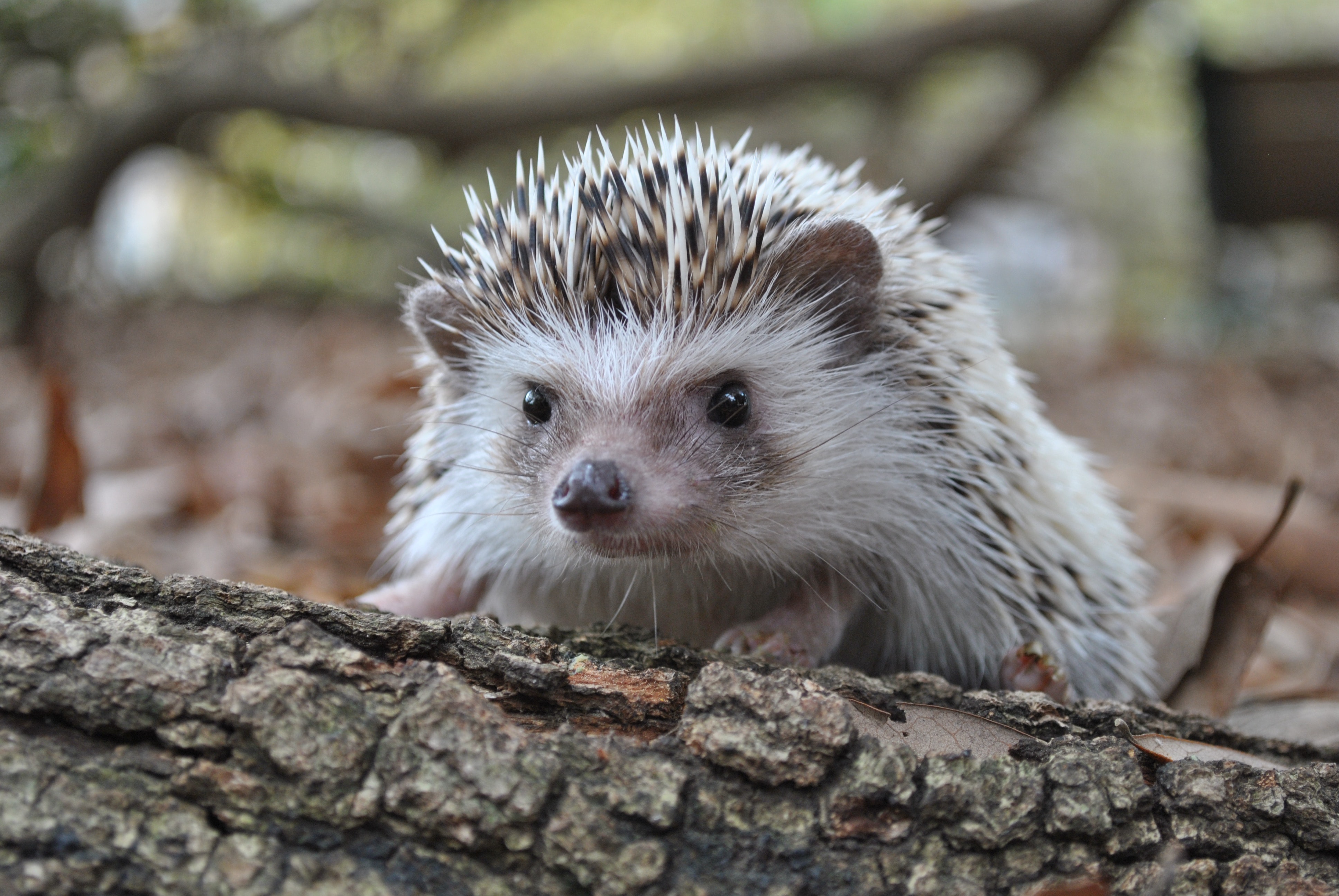 A Close Up Shot Of A Hedgehog On Brown Soil · Free