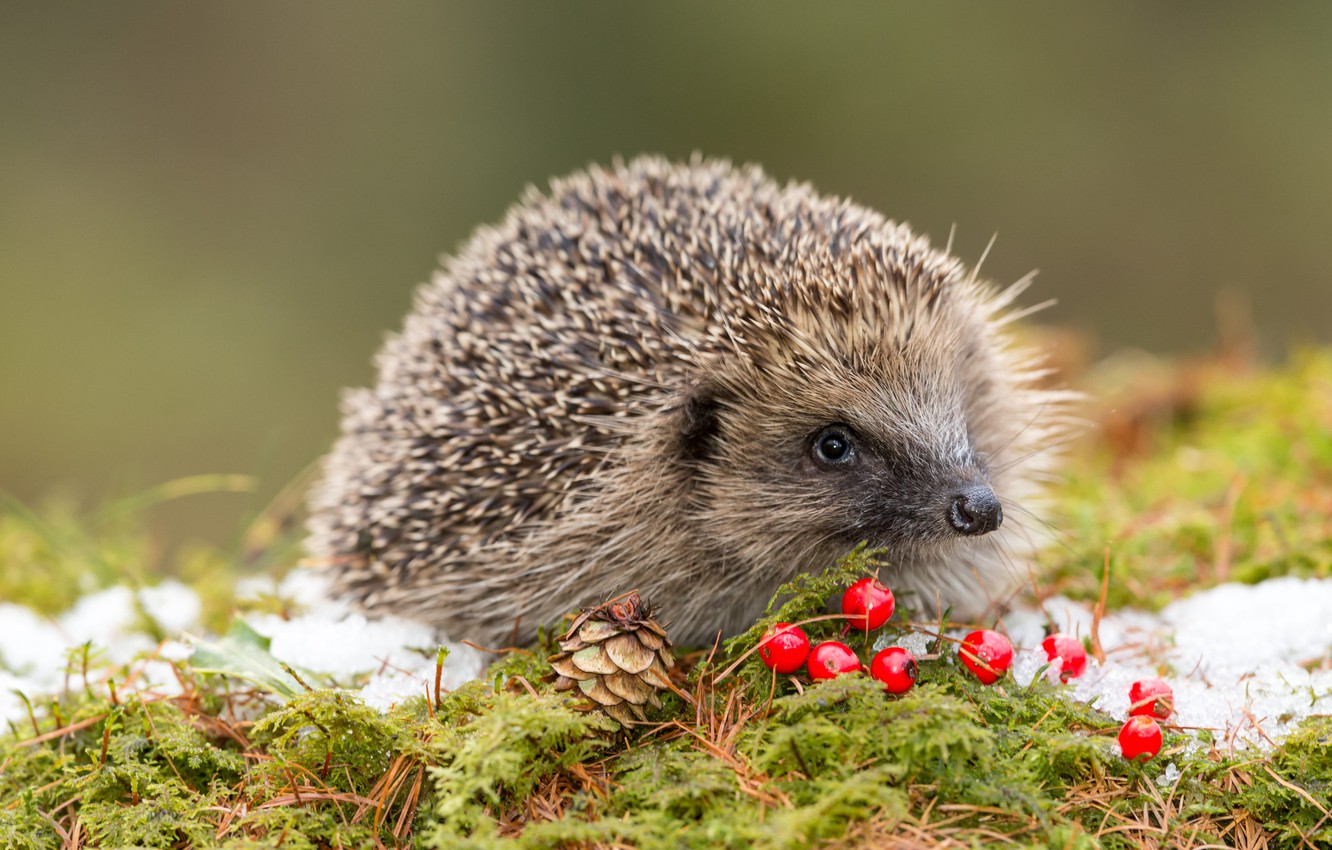 Wallpaper Snow, Needles, Moss, Wildlife, Wildlife, Face, Red berries, European Hedgehog, European hedgehog, Red berries image for desktop, section животные