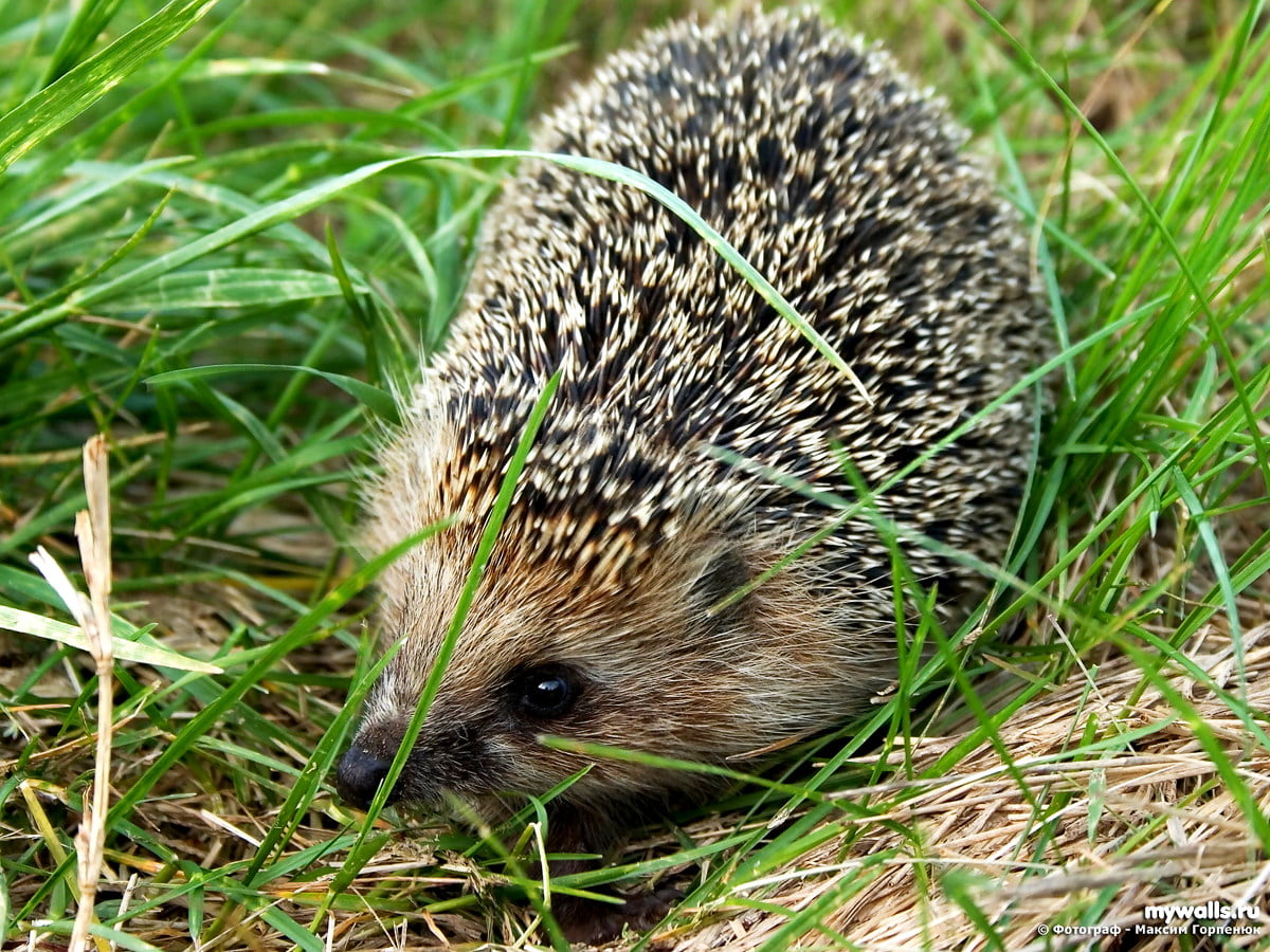 Hedgehog wallpaper HD. Download Free background